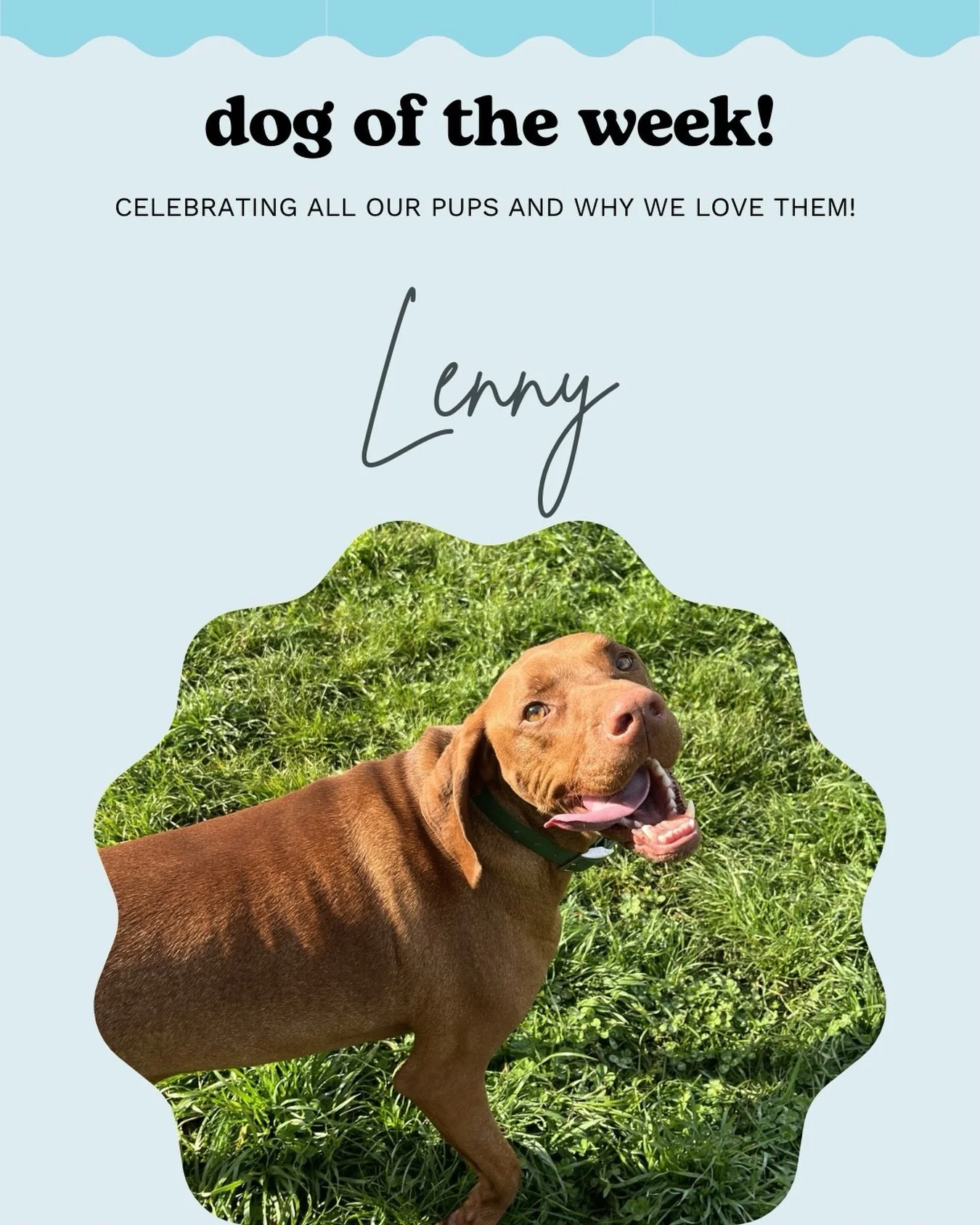 Lenny 🩵 

There&rsquo;s not many things Lenny doesn&rsquo;t enjoy! 
Chasing the ball ✅ 
Wrestling with friends ✅
Tug of war ✅
Butt scratches &amp; cuddles ✅
Treat breaks ✅

He&rsquo;s a big loveable goofball and never fails to bring his infectious e