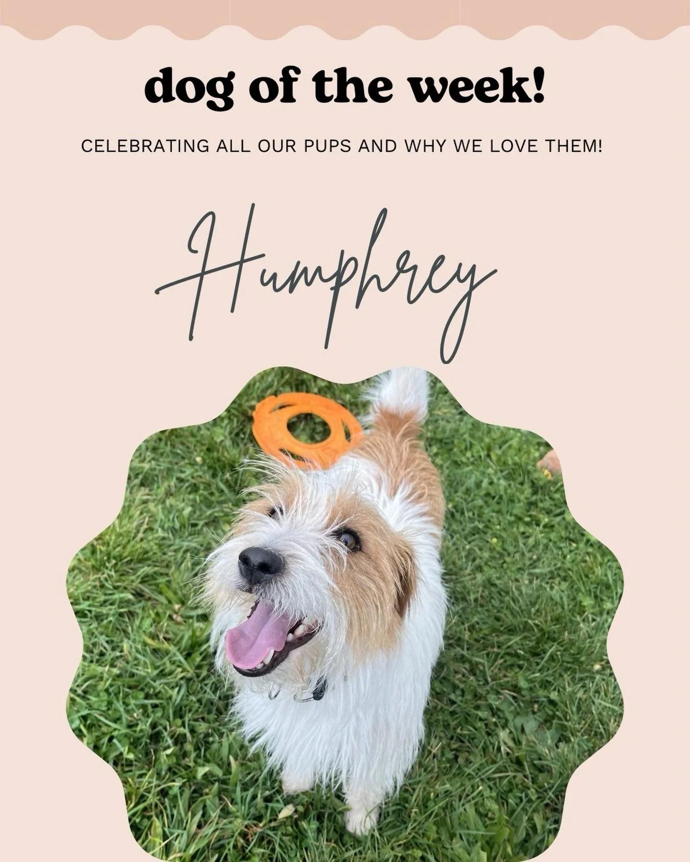Humphrey 🌟

This scruffy little guy is such a smoocher! 
While he loves the occasional zoom, his favourite activity is to give lots of kisses (to both humans &amp; dogs,) and sit on your feet demanding cuddles. 

We love our little noodle 💓