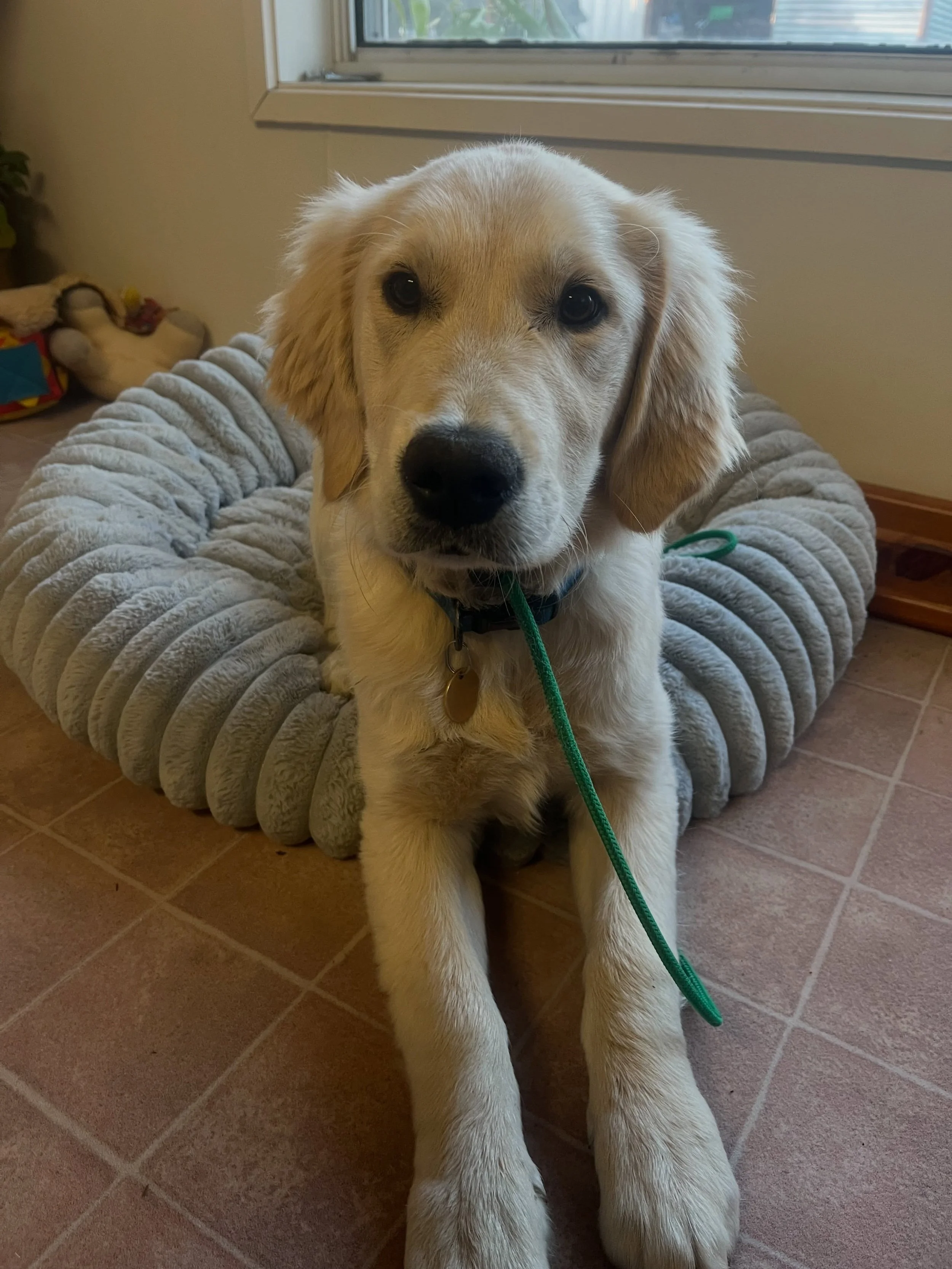 Wally 🐾💫 

This adorable little man has started private training sessions to help combat some pretty common puppy issues, such as mouthing &amp; jumping during play, and some pretty excited and pushy behaviours surrounding food. 

He&rsquo;s a supe