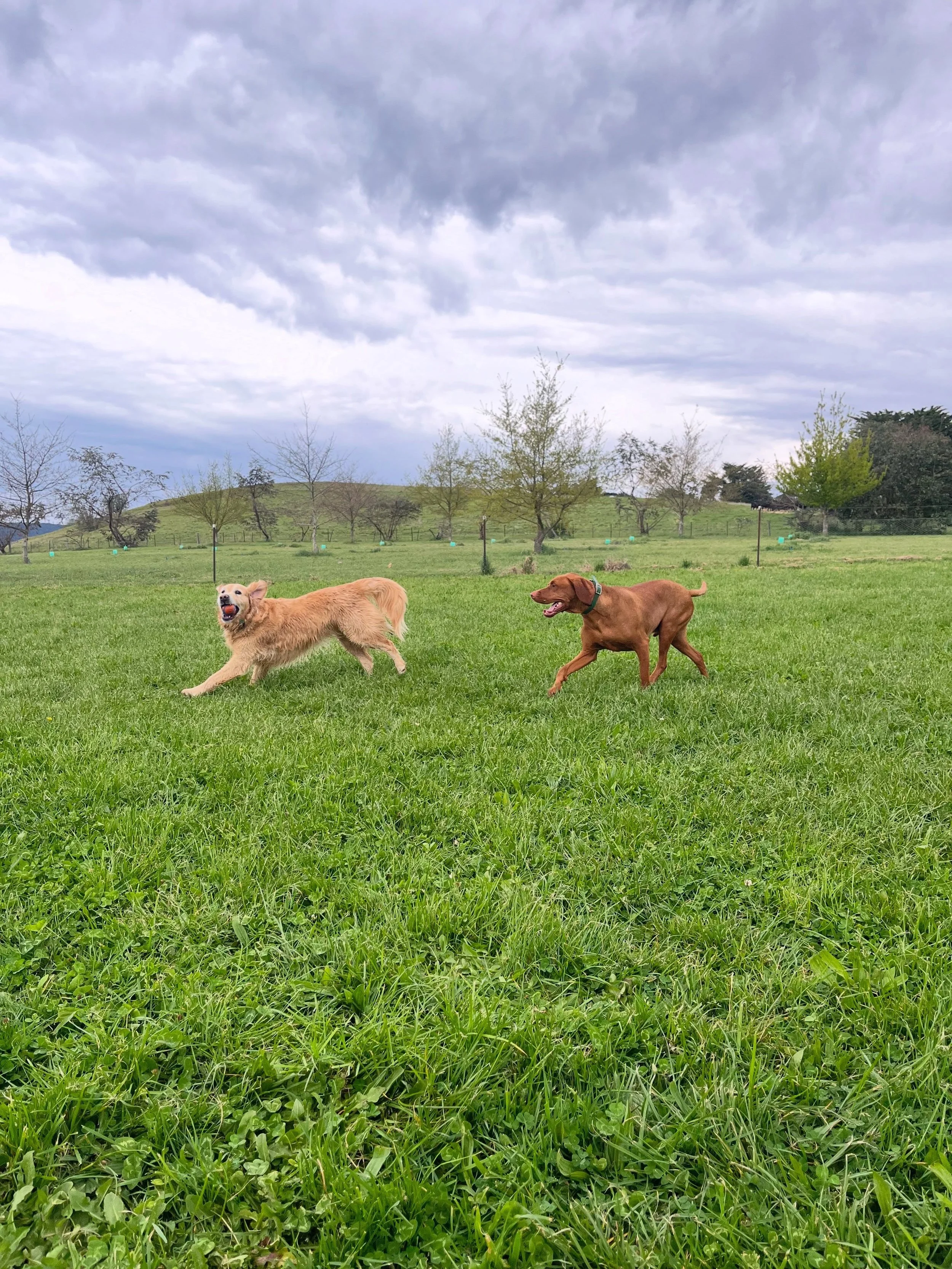 Lenny &amp; Coco 🐾

A constant battle over their one shared brain cell when these two are together, but they sure have fun! 💛🐶