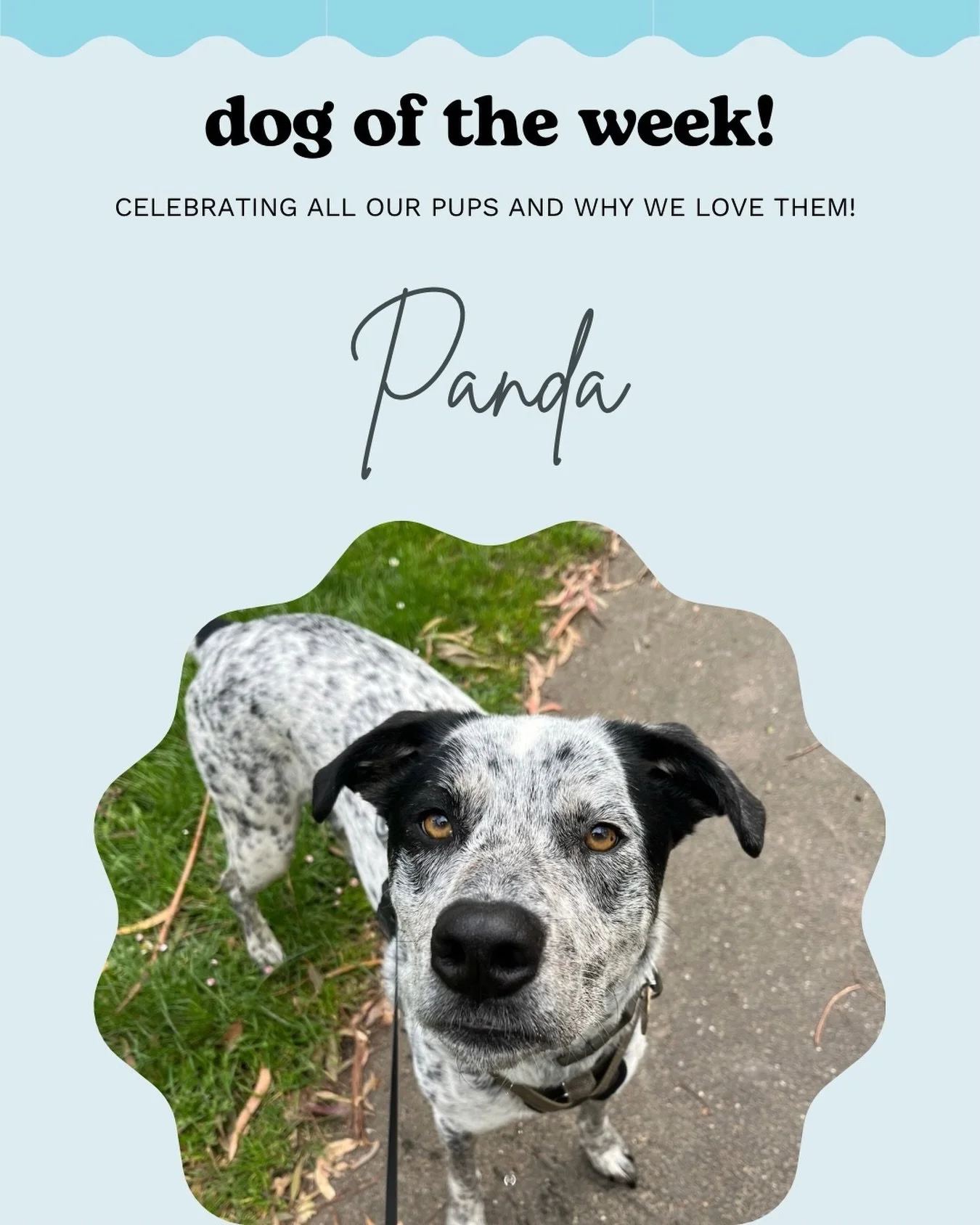 Panda 🐾🌟

This beautiful girl is a bit of a hard one to crack. She&rsquo;s naturally a bit wary of new people, and can take some time to come out of her shell, but once you&rsquo;re in she is the sweetest, most affectionate dog! 

Her favourite gam