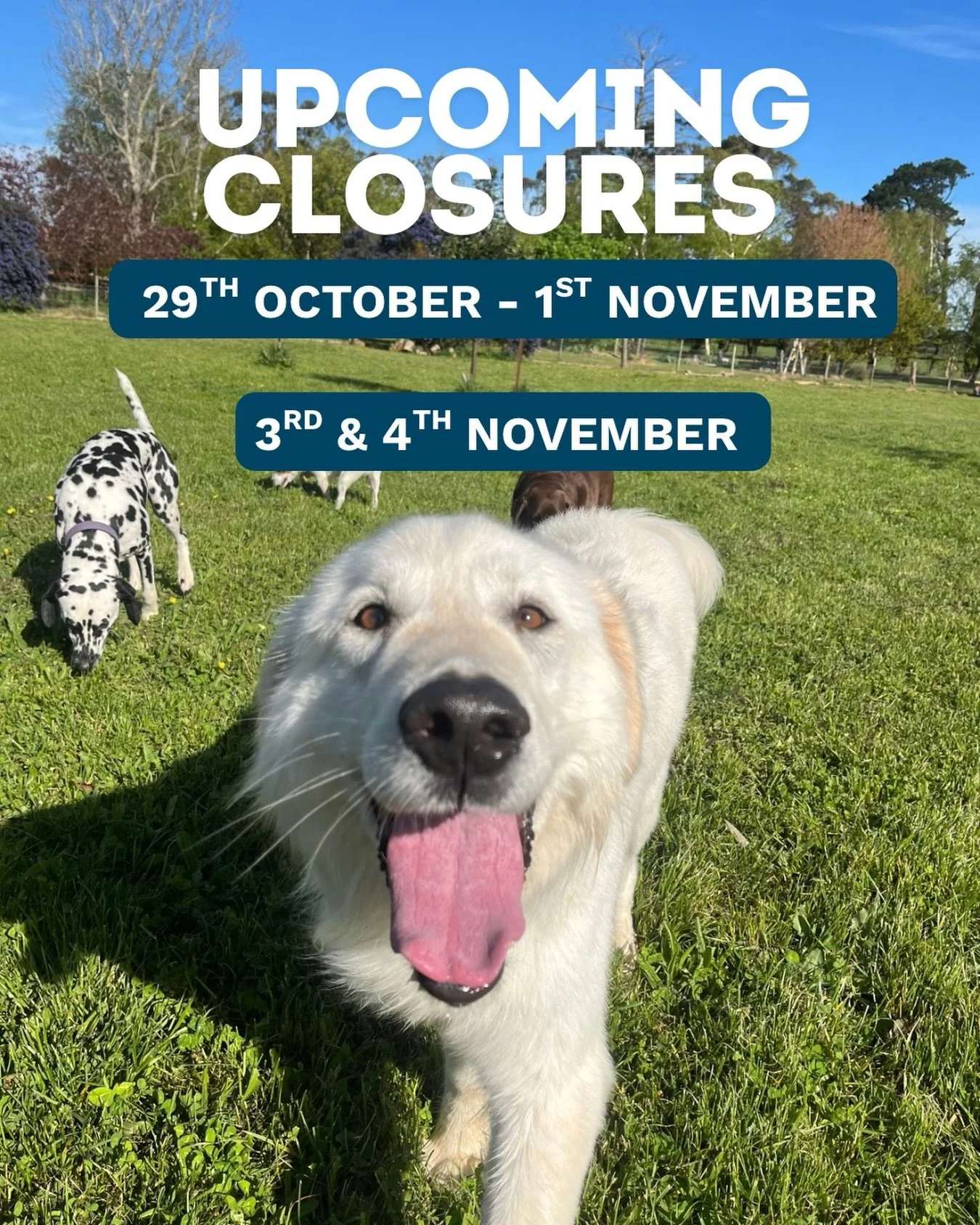 Some upcoming closure dates, as I attend a few very exciting dog training seminars! 
I can&rsquo;t wait to come back with fresh ideas and strategies to help improve life with your dogs! 

Please note ALL services will be cancelled on these dates.