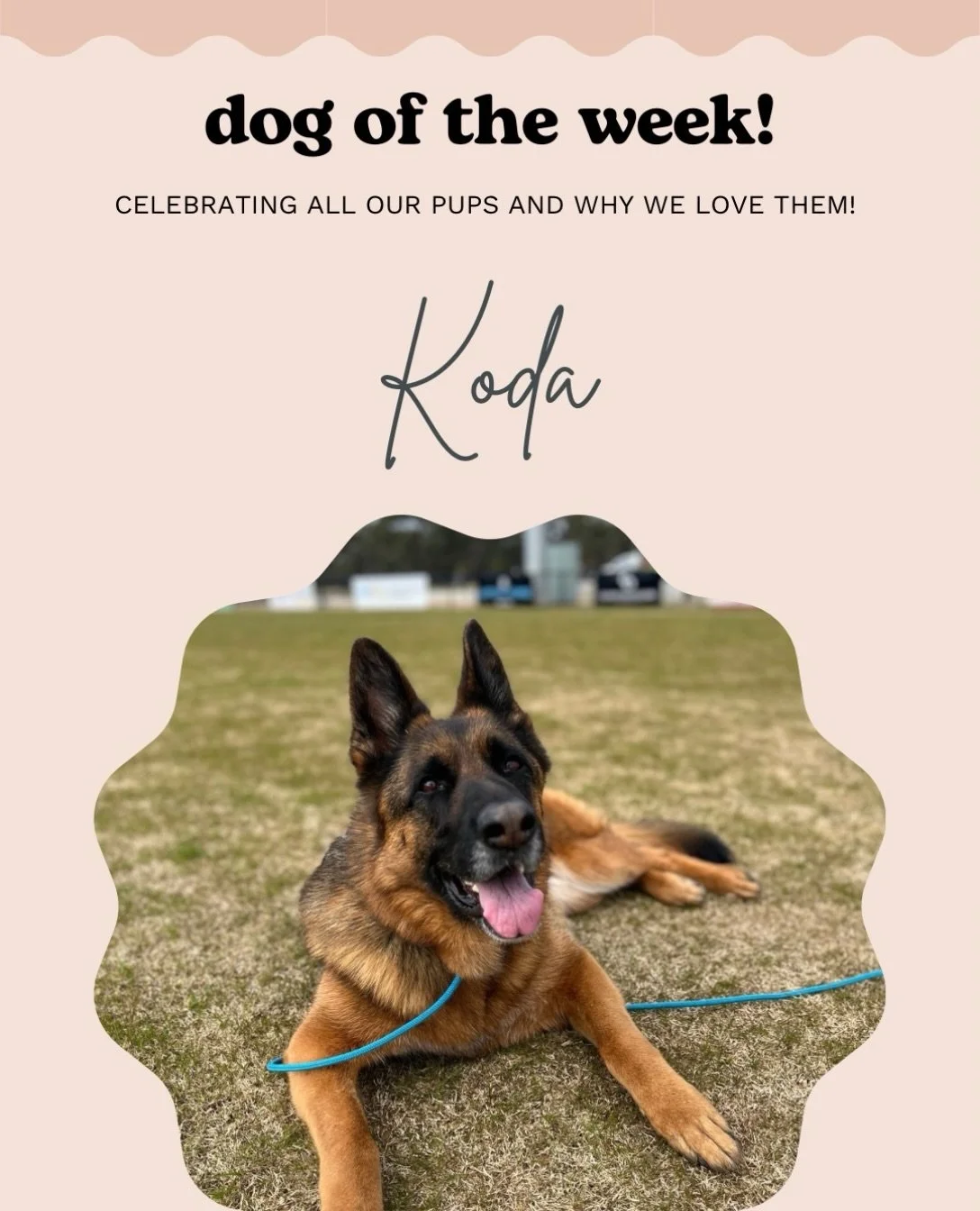 Koda 🐾

A very proud trainer moment for this beautiful girl this week! 
Koda can be reactive to both dogs and humans, and it&rsquo;s something we&rsquo;ve been working on consistently for quite a long time. Her reactivity to humans is all fear based