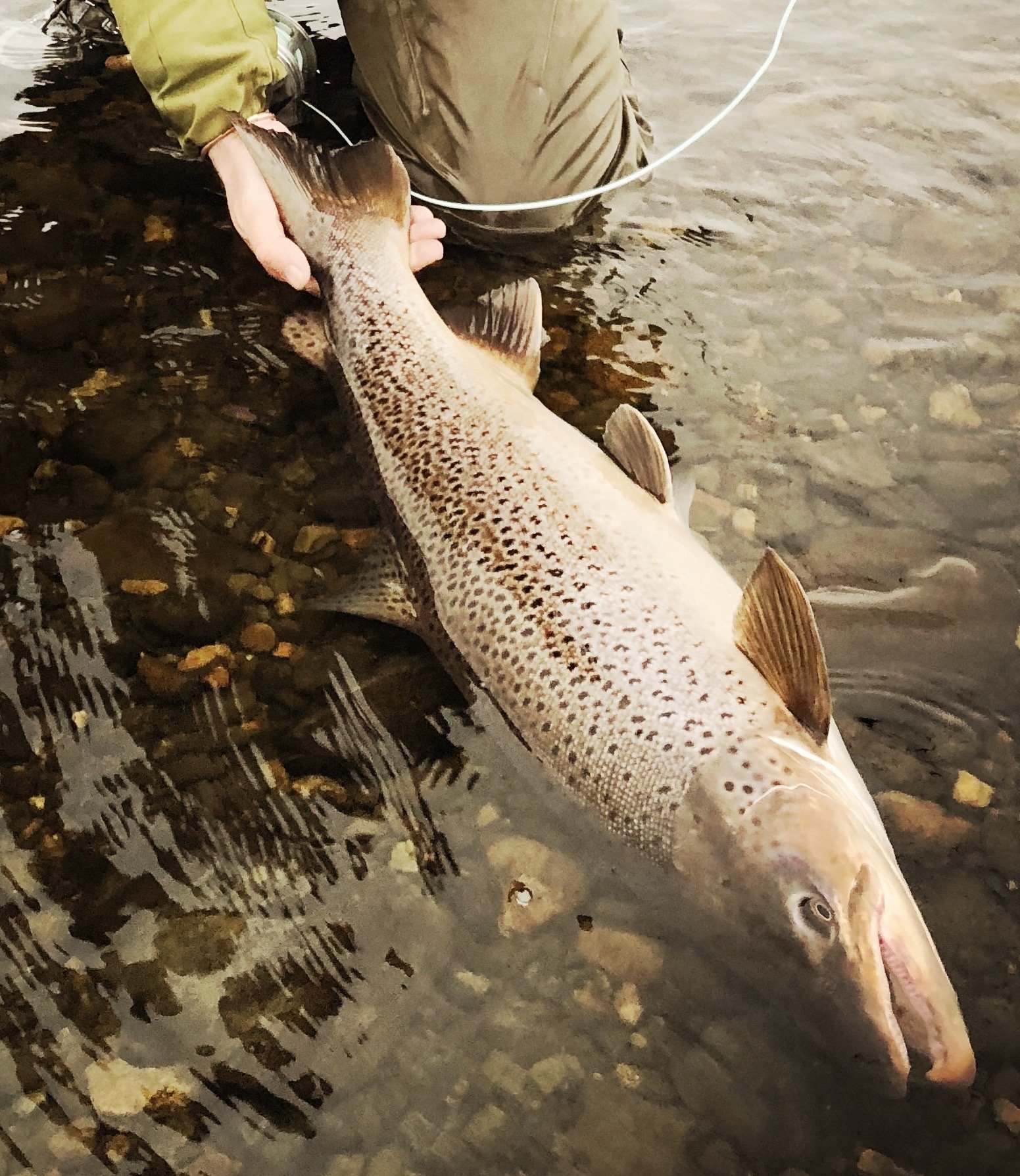 Estancia El Rincon, Sea Trout Fishing - Rio Gallegos. — Salmon Junkies