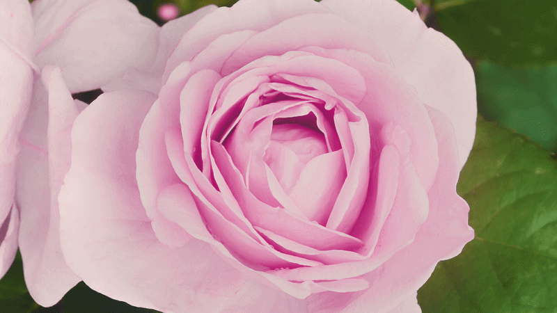 Herbal Essences Rose