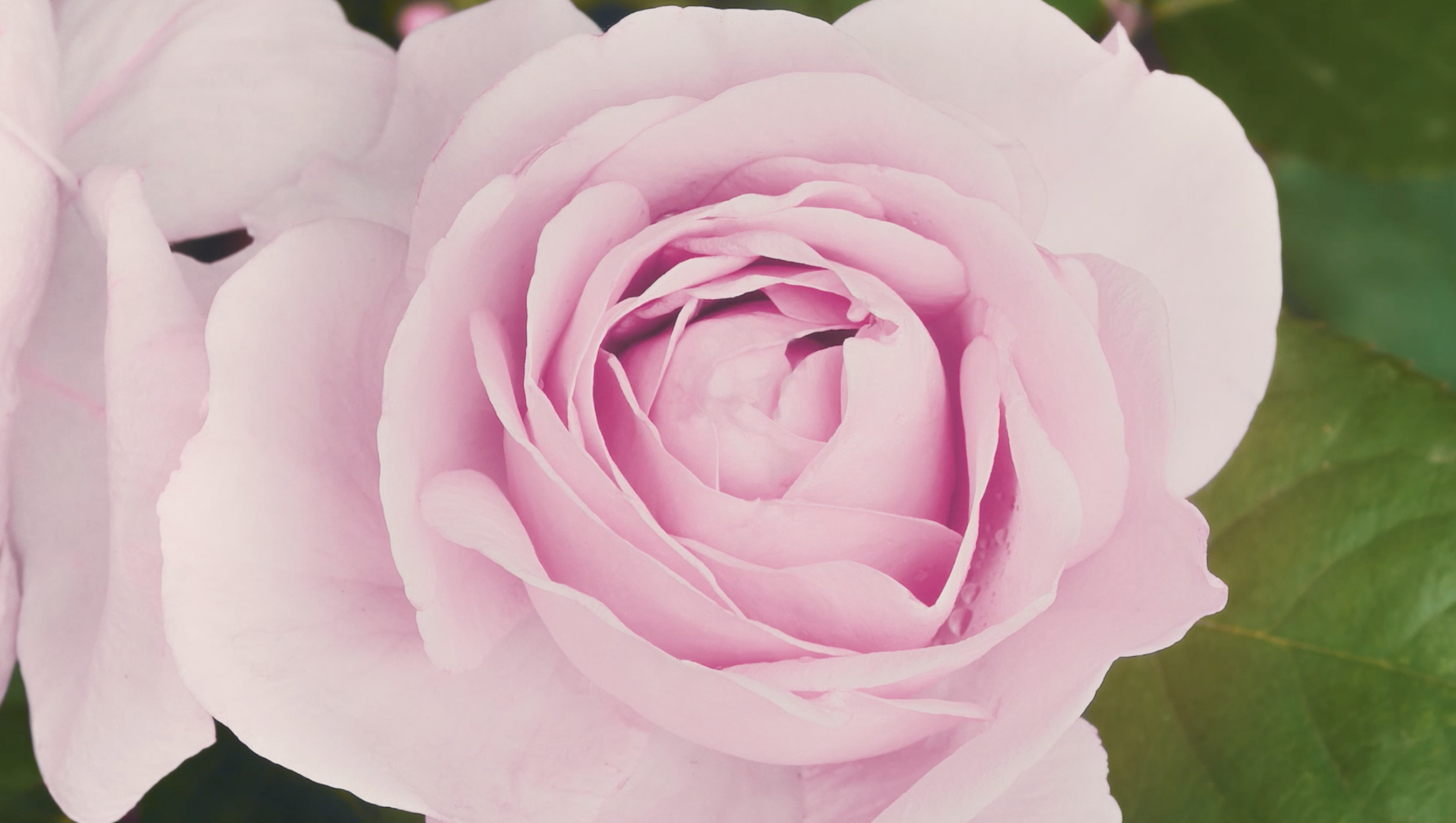 Herbal Essences Rose