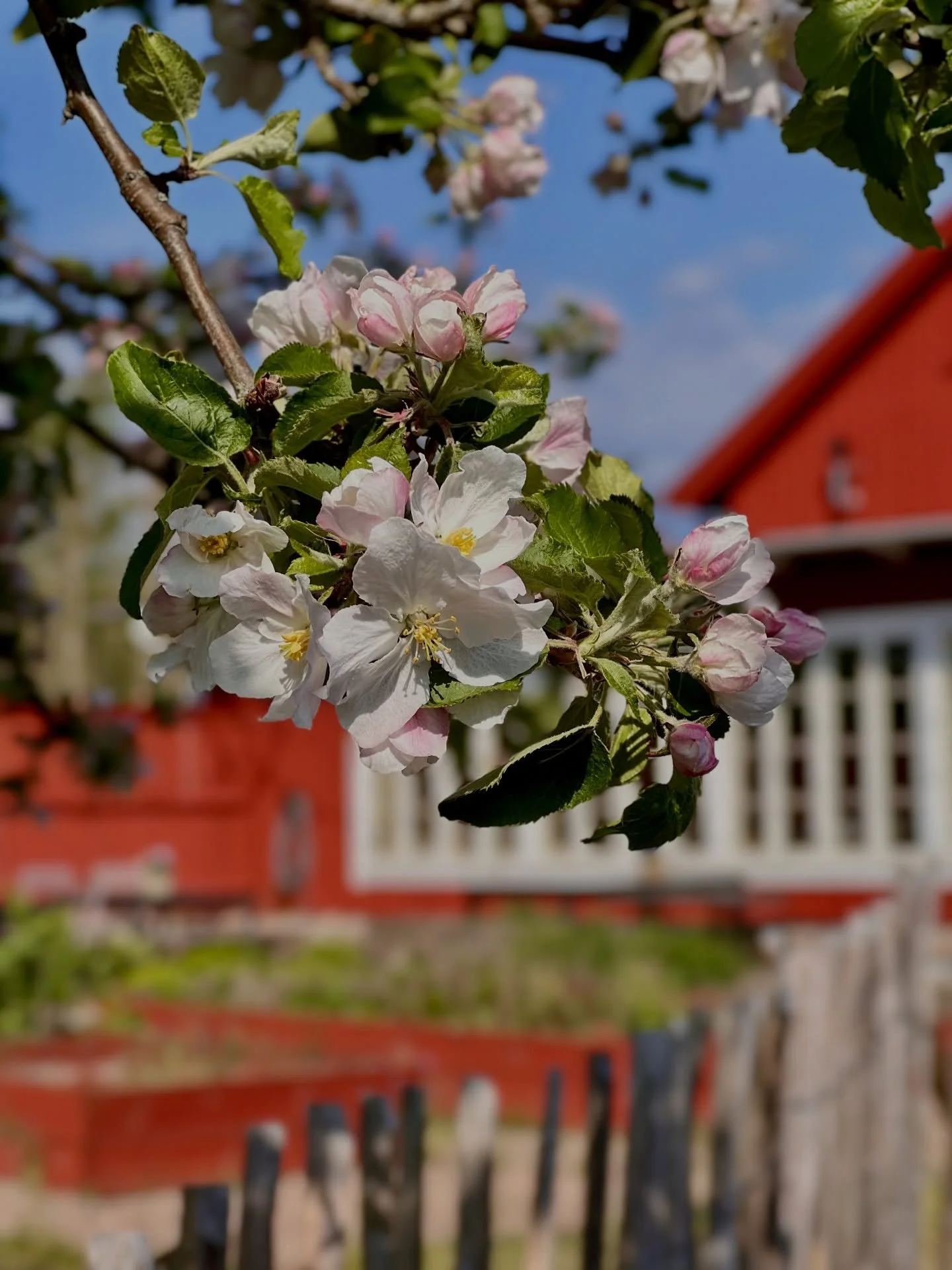 🌸 Aldrig &auml;r v&auml;l g&aring;rden s&aring; vacker som just nu, n&auml;r &auml;ppeltr&auml;den b&ouml;rjar sl&aring; ut i blom och hela platsen fylls av rosa fluff och k&auml;nslan av v&aring;r. 

🌸 Och som om det inte vore nog sammanfaller all