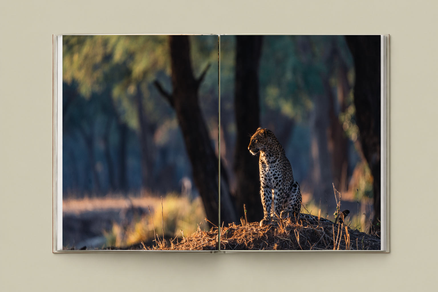 Finding_The_Light_Leopard_Spread_Approved_Mockup_FIXED.png