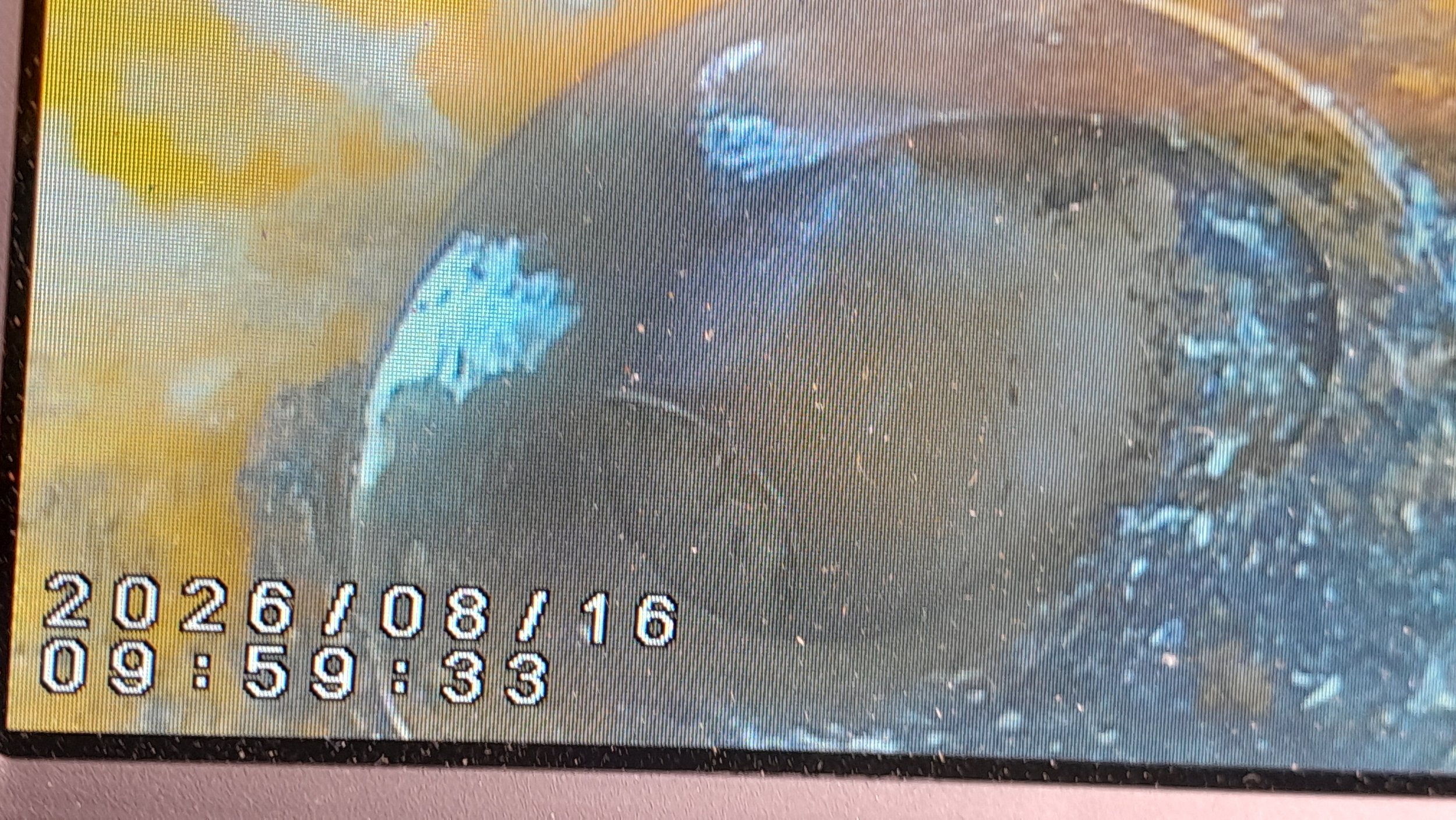 CCTV Survey for homebuyers report  has found a broken pipe downstream of the toilet.