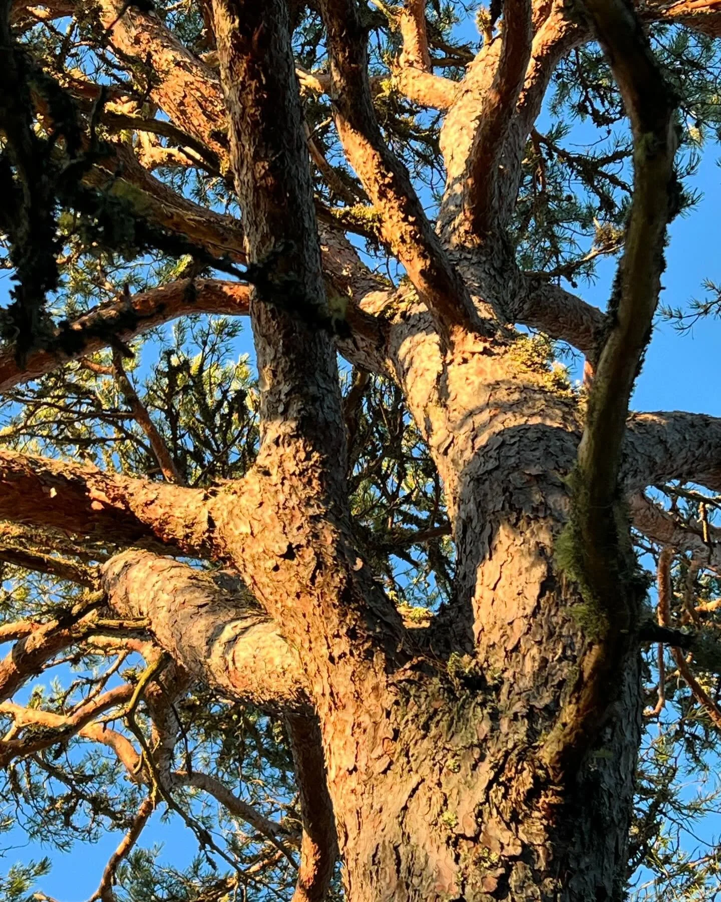 Min vackra skog och skogsbolaget - uppdatering

I dag, den 25 mars, kl. 12.30 kommer till slut, efter flera ombokningar, f&ouml;rmannen fr&aring;n skogsbolaget&hellip; hoppas jag. Vi skall g&aring; runt p&aring; mitt berg och komma fram till vad som 