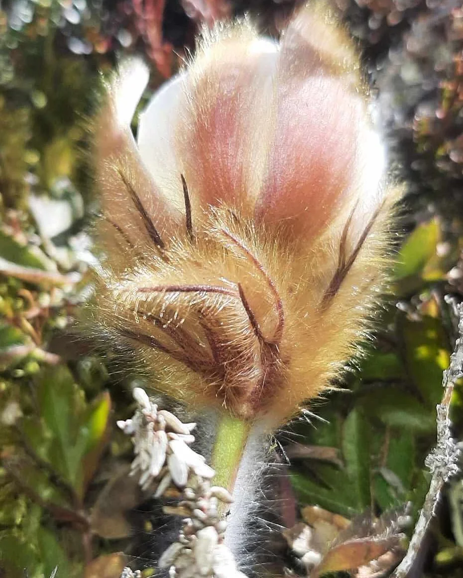 N&auml;sta steg...

Genom utmaningar med bland annat avverkningen av delar av skogen jag bott i utkristalliserades ett helt nytt steg.

N&auml;r jag bodde liite mer vilt &auml;n det jag gjort det senaste &aring;ren b&ouml;rjade n&aring;got djupt magi