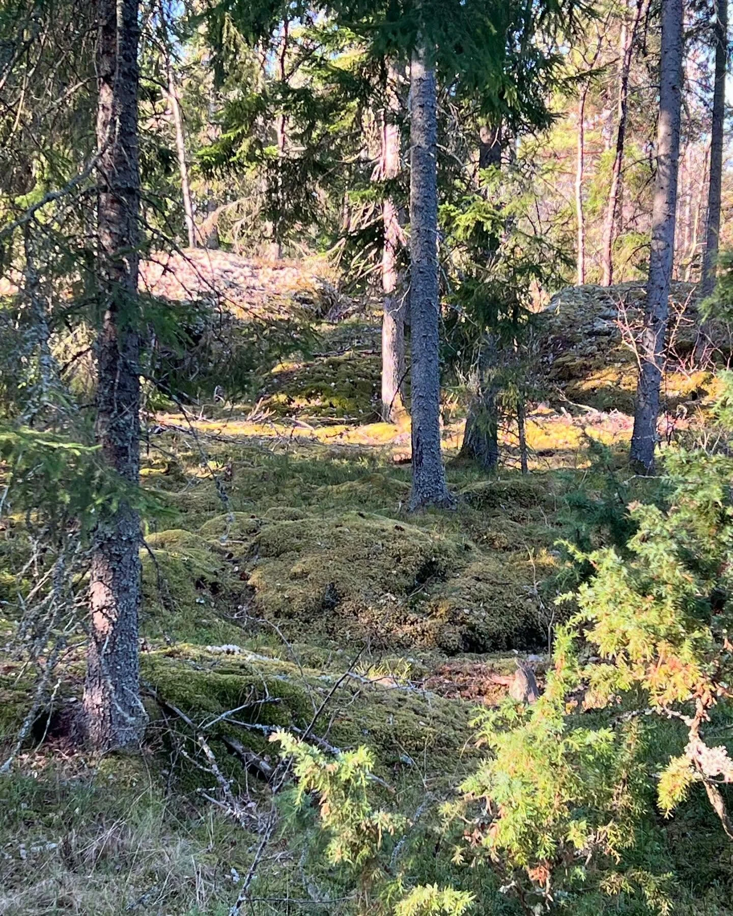 En sista uppdatering om skogsbolaget och den fina skogen p&aring; det lilla berget

Det &auml;r s&aring; mycket som h&auml;nt med b&aring;de mig och min v&auml;rldsbild vad det g&auml;ller skog och skogs- eller naturhantering i m&aring;nga dimensione