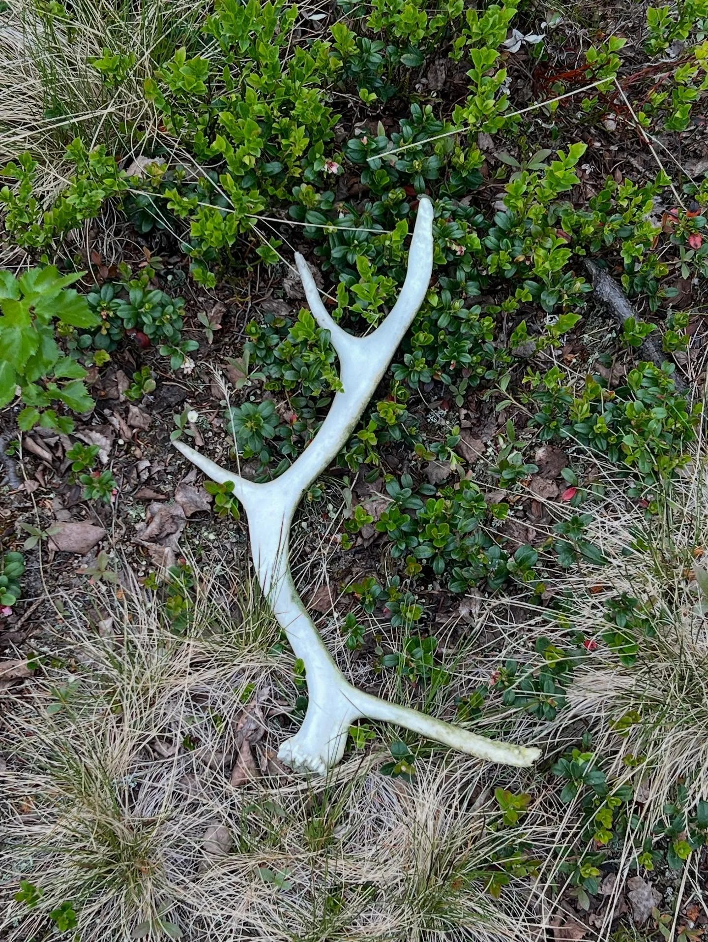 Att &ouml;ppna en relation med en ny plats 

Hon borrar sig djupare och djupare in hj&auml;rtat. Hon vilar in i kroppen mer f&ouml;r varje dag...

N&auml;r jag bes&ouml;kte min kommande boplats f&ouml;r f&ouml;rsta g&aring;ngen nu runt midsommar var 