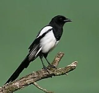 Fortfarande i V&auml;stmanland...

Det finns s&aring; mycket att ber&auml;tta om v&auml;gen. M&aring;nga sm&aring; och stora saker i flera dimensioner av den l&aring;nga, stegvisa f&ouml;rflyttningen mot Dalafj&auml;llen.

Skatan* till exempel...

Ja