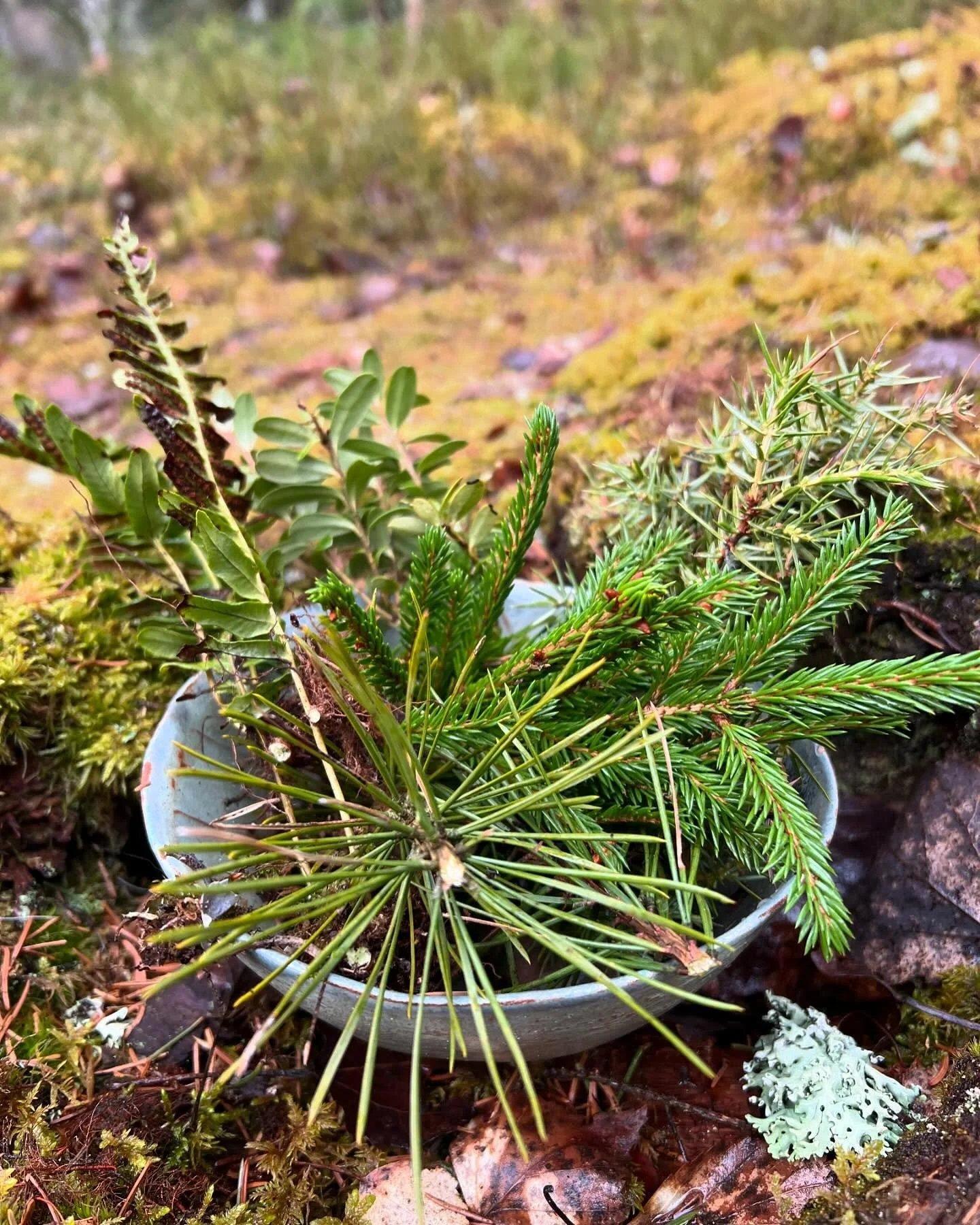 Hur gick m&ouml;tet med skogsbolaget? - Hur g&aring;r det med min skog?

Vill f&ouml;rst tacka alla er som st&ouml;ttade p&aring; s&aring; m&aring;nga s&auml;tt i mitt m&ouml;te med skogsbolaget ig&aring;r. Ja, utan flera av er hade jag inte ens kunn