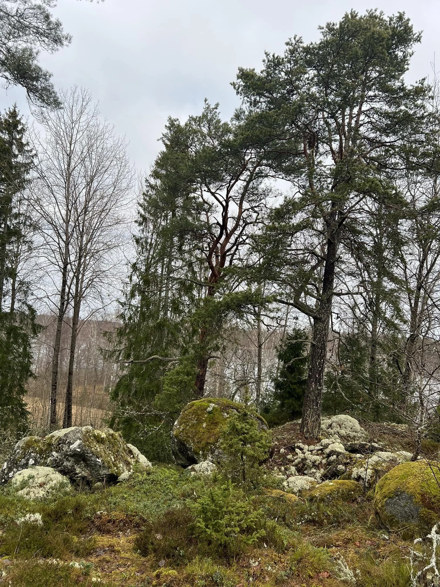 Att gallra en skog hela vägen in i smärtan i själen som öppnar något nytt