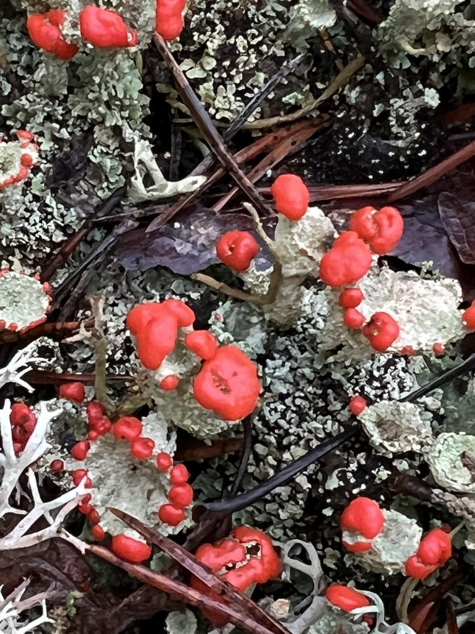 Min vackra skog och skogsbolaget - uppdatering