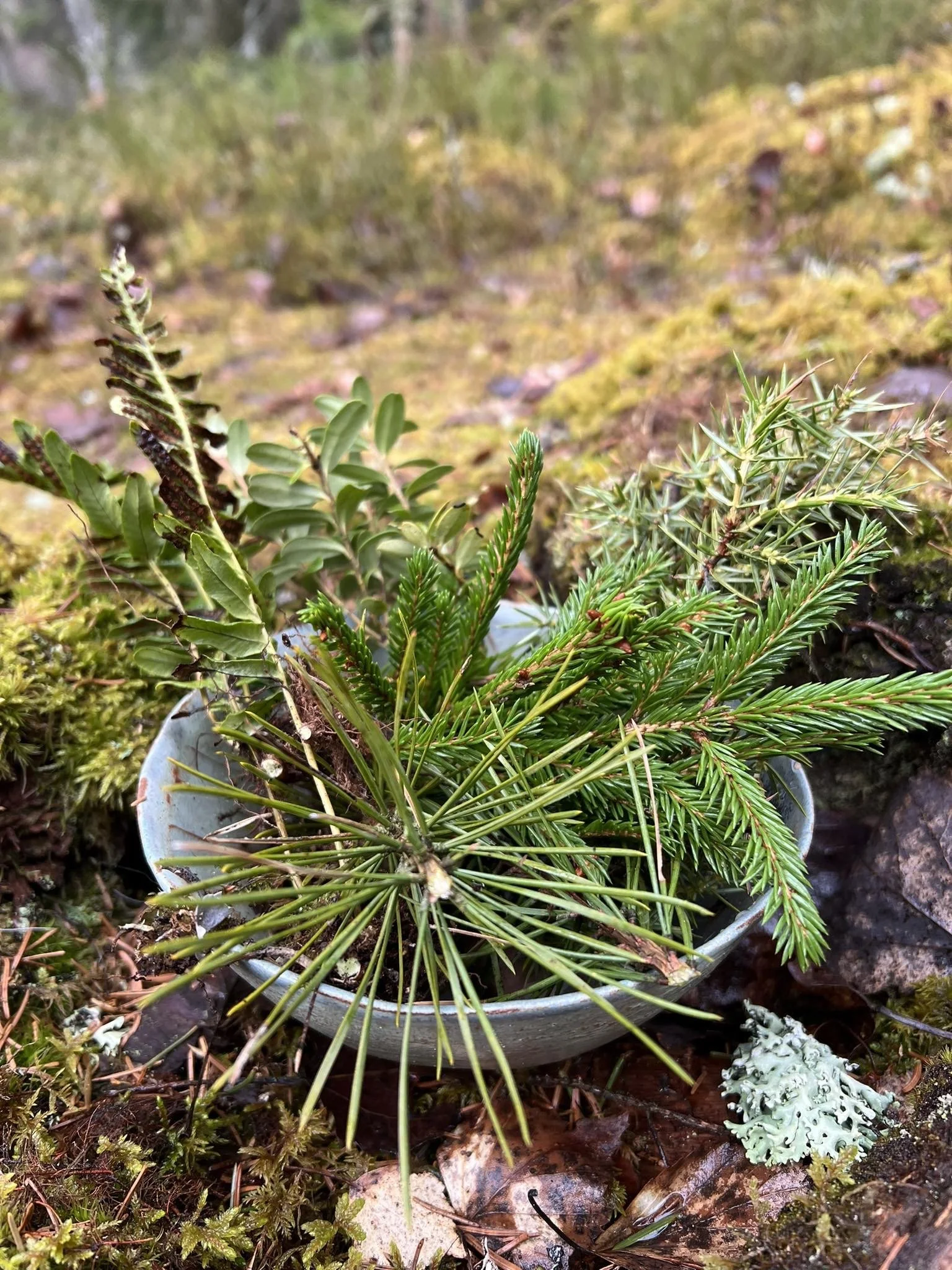 Hur gick mötet med skogsbolaget? - Hur går det med min skog?
