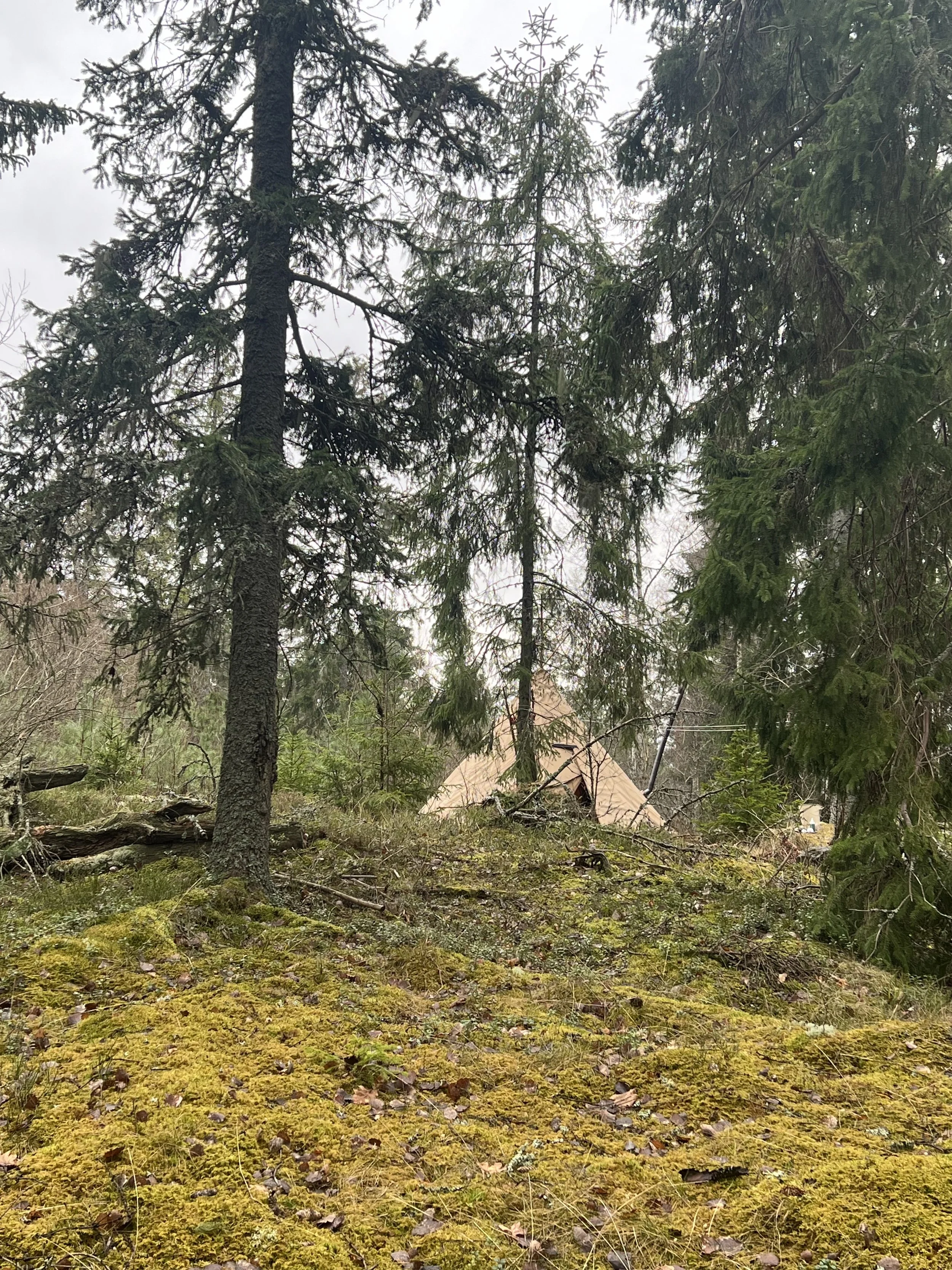 En sista uppdatering om skogsbolaget och skogen på det lilla berget