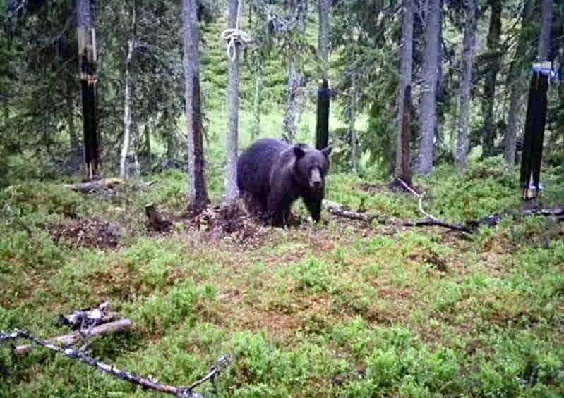 Flöde, flyt och naturlig magi - Att flytta till fjällen... eller?
