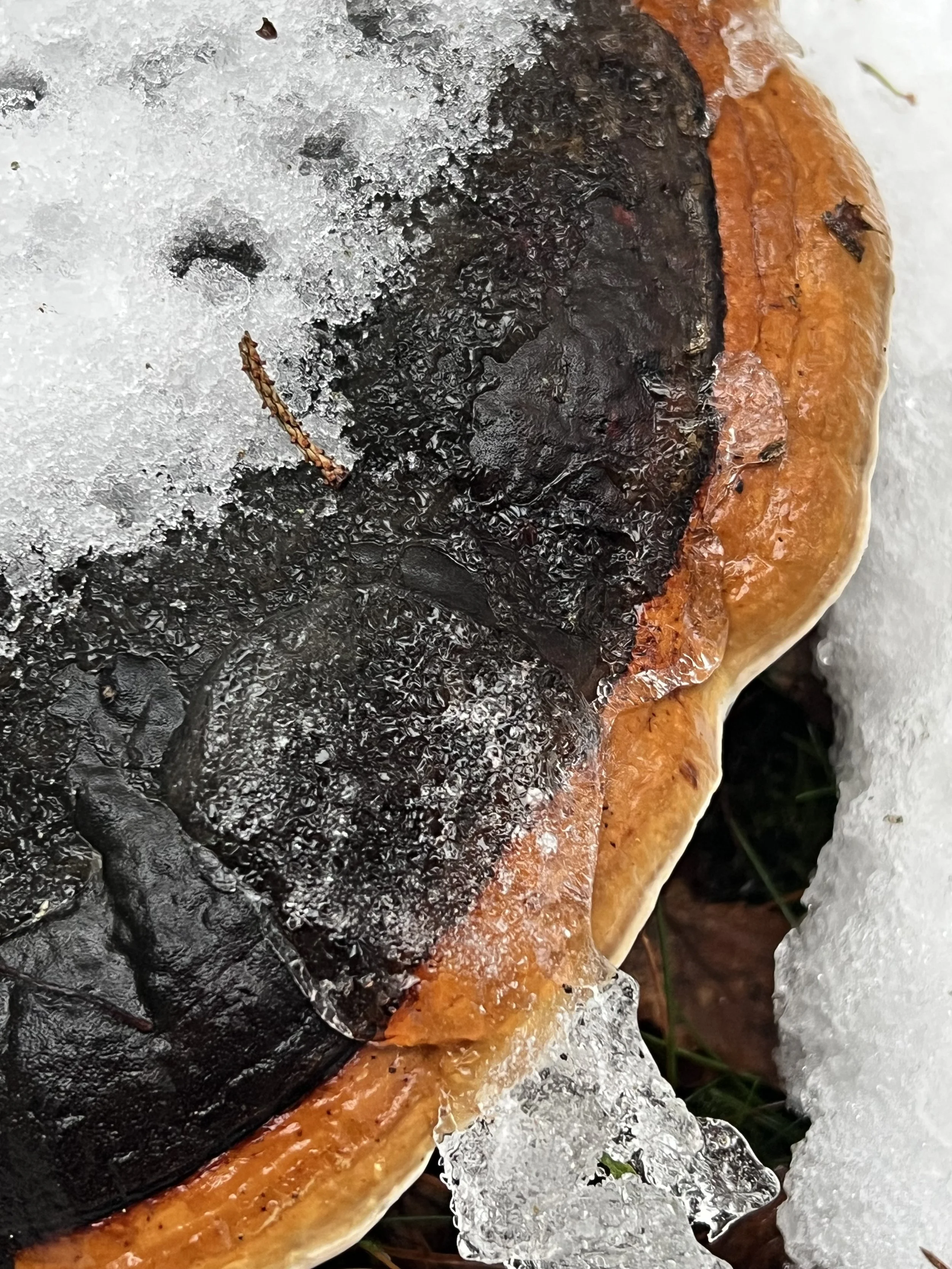 Smältande vinter
