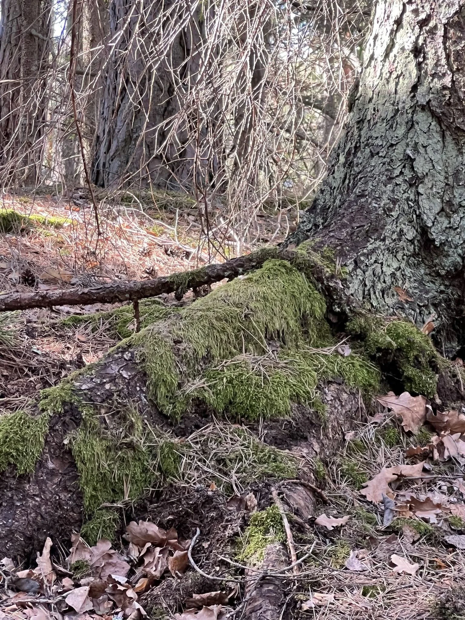 Luffar sessioner till luffar pris