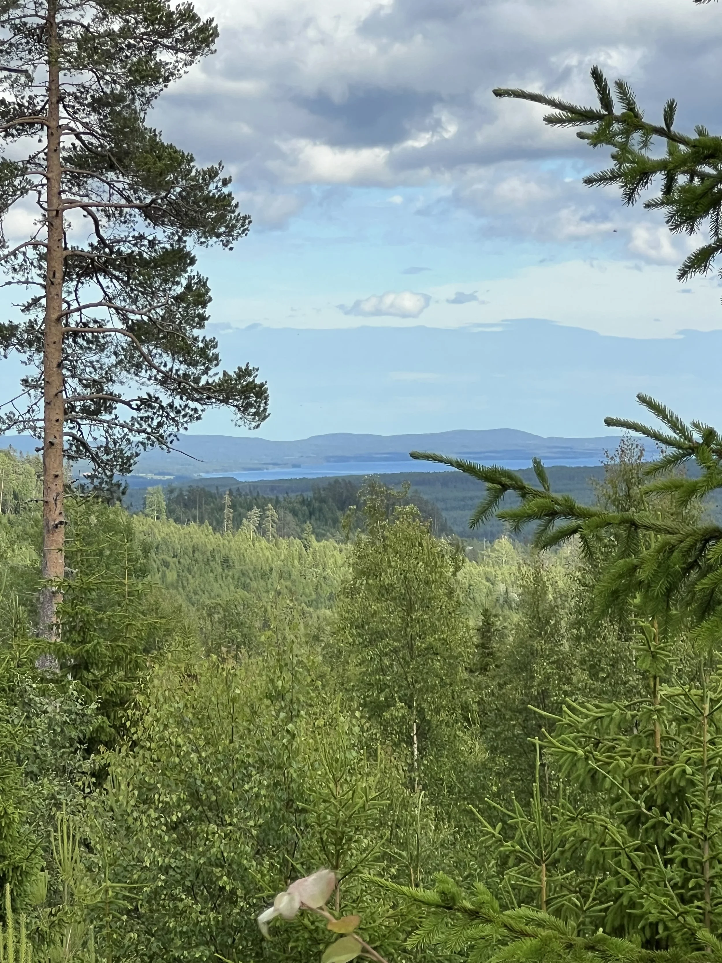 En nomads dagbok - Första skogen till rekning
