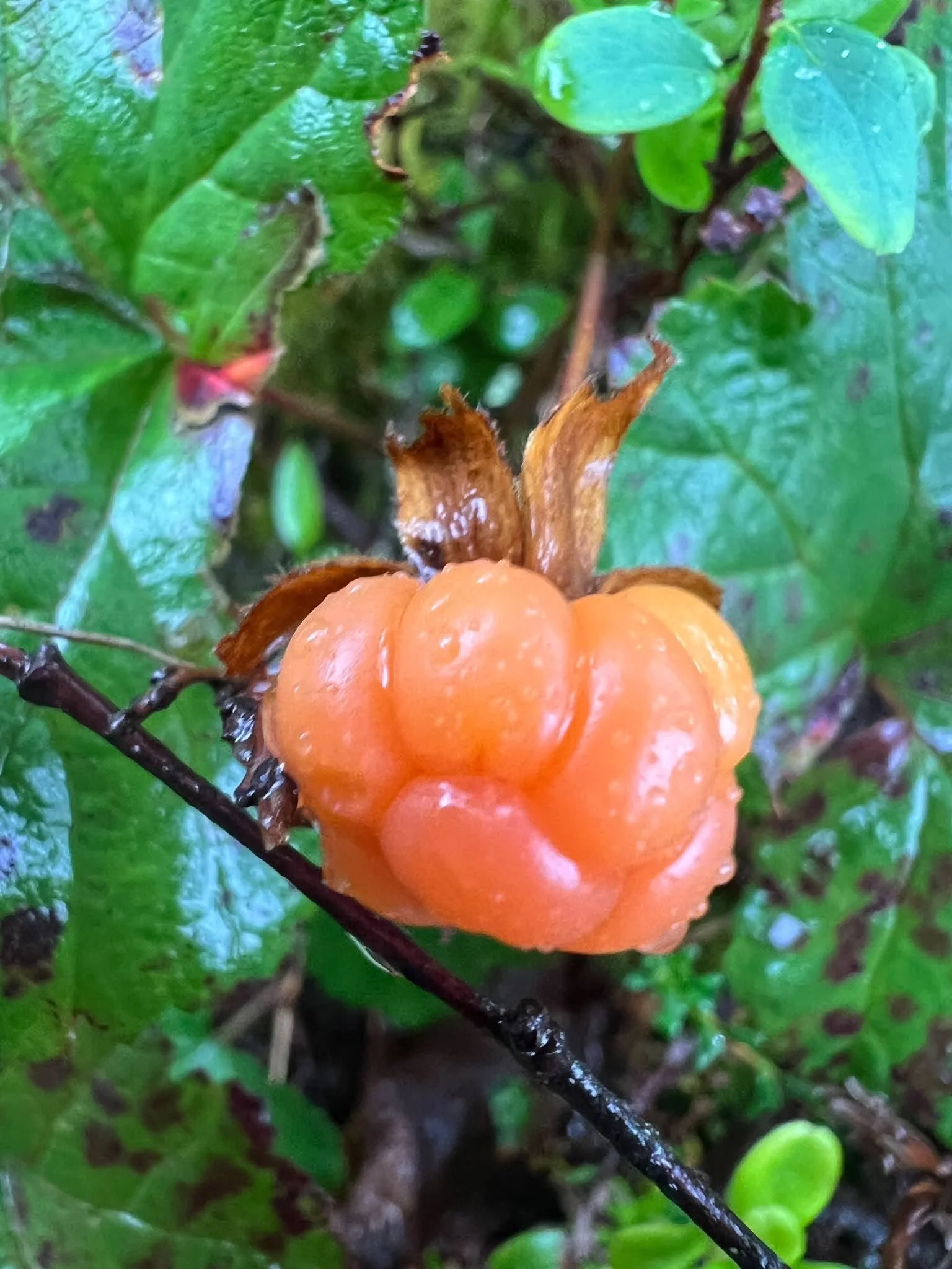 Ekonomi guidad av naturen
