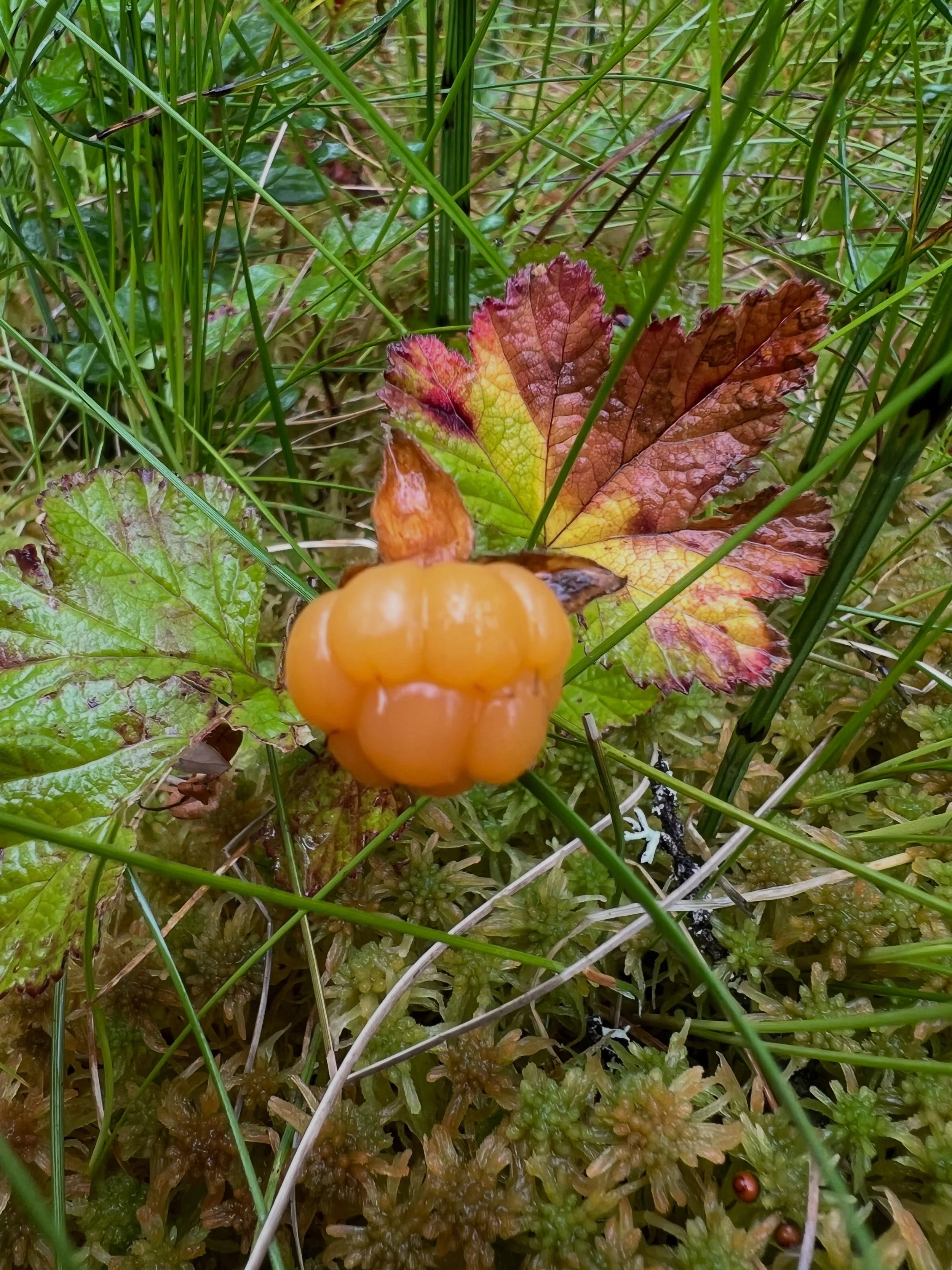 Naturens visdom - Ekonomi guidad av naturen

P&aring; min resa genom Sverige att finna en ny bas i det vilda har mycket av allt naturen l&auml;rt mig de &aring;r jag bodde i skogen i J&auml;rna utmanats och finslipats. En av de coolaste, mest sp&auml