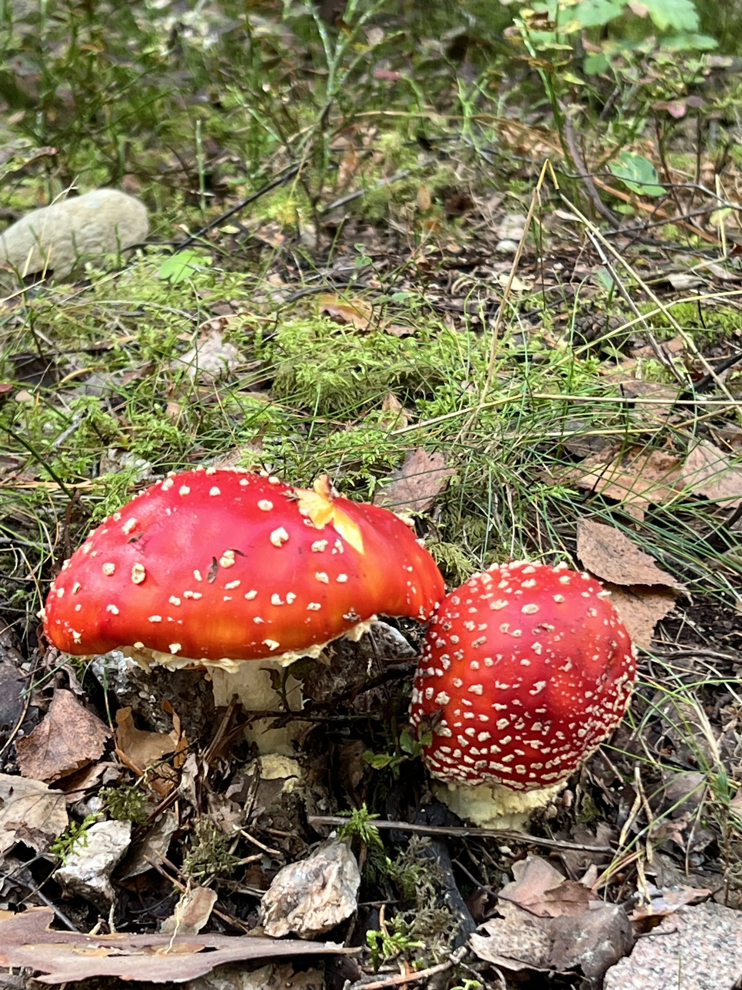 Guidad av naturen - Vad skall jag rösta på?
