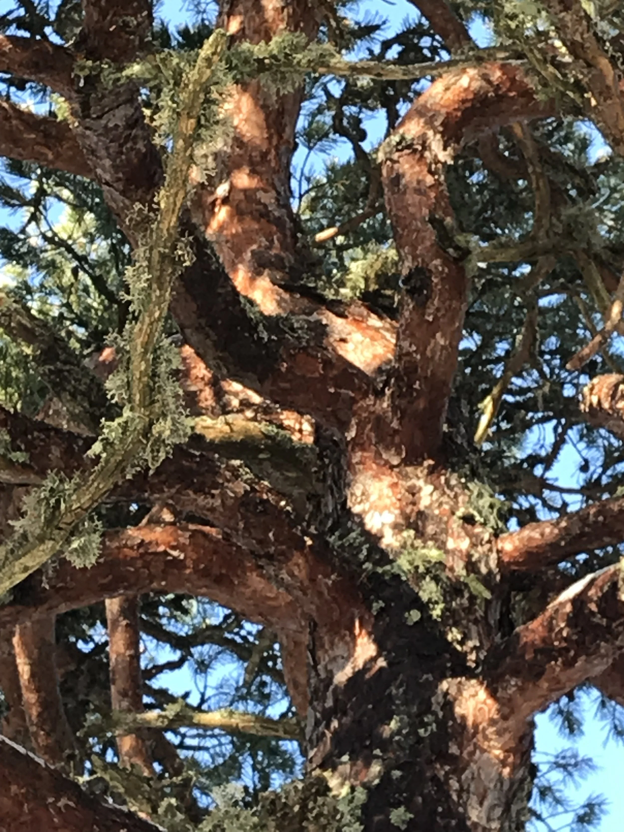 IMG_7911.jpeg