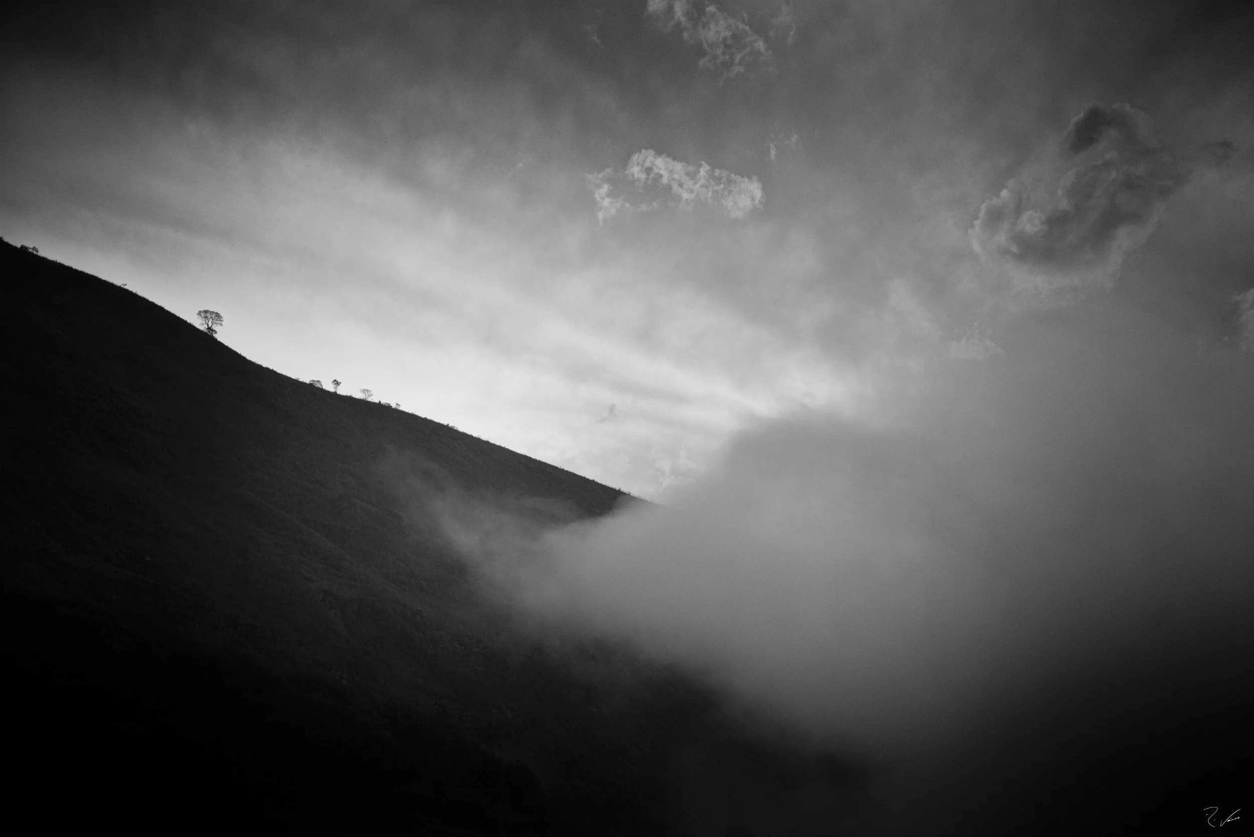Lone Tree at Dusk