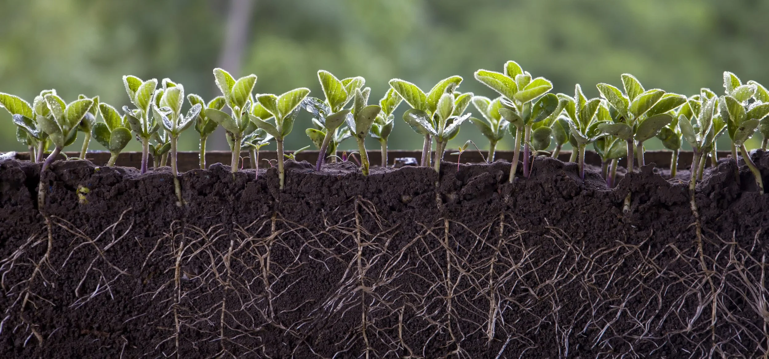 Root system of young plants symbolizing therapy and healing at Root Wellness Counseling in Chapel Hill, North Carolina.