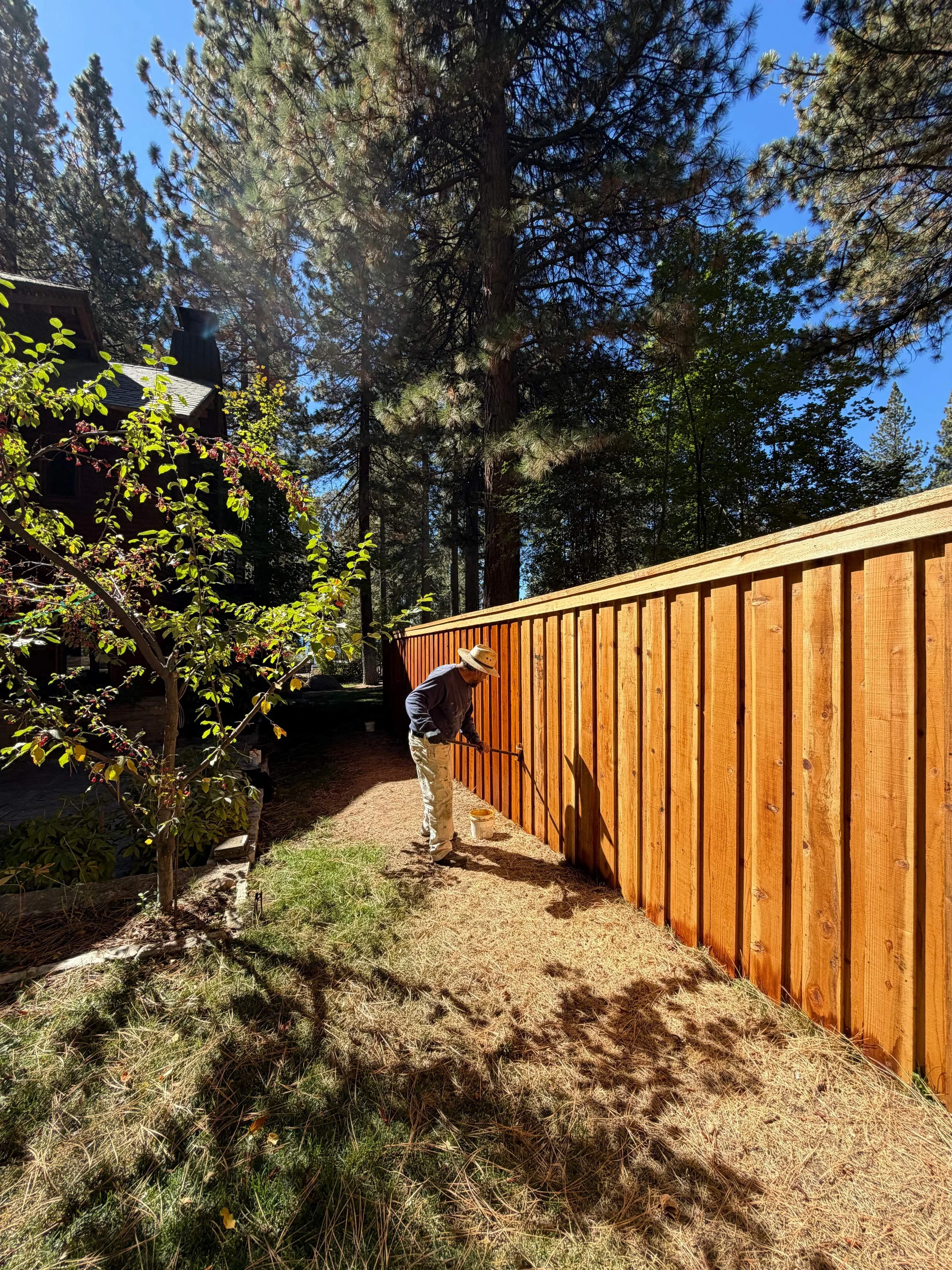 Painter staining a new cedar fence among tall pines at Lake Tahoe