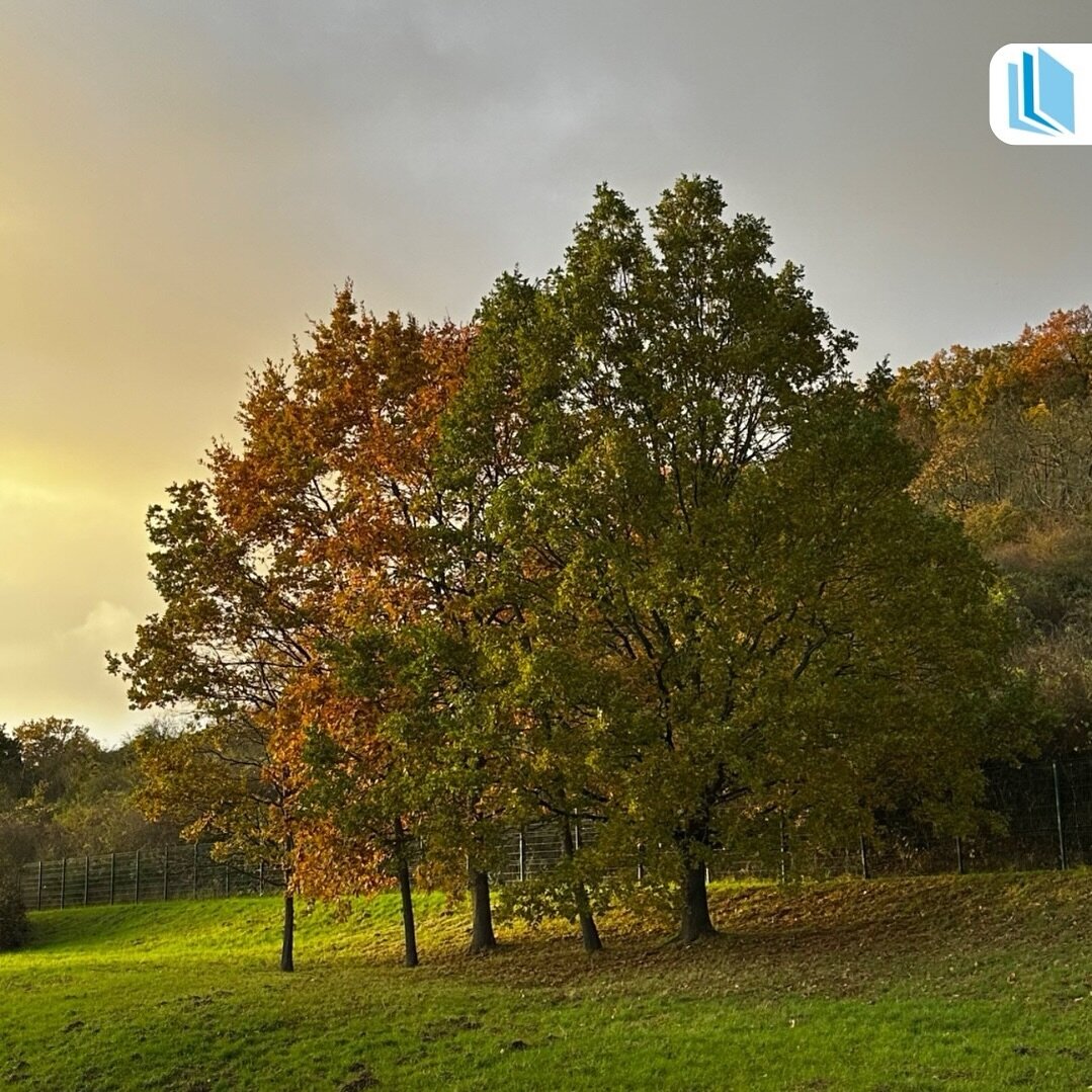 Der Herbst zeigt sich an unserem Unternehmensstandort in Gelnhausen ab und zu von seiner sch&ouml;nsten Seite 🥰 🍂 🌳 

#dpn #gnz #gelnhausen #ilovegnz #dpnmedia #naumann #verlag #medien #ausbildung #jobs #nachrichten #zeitung #presse #journalismus 