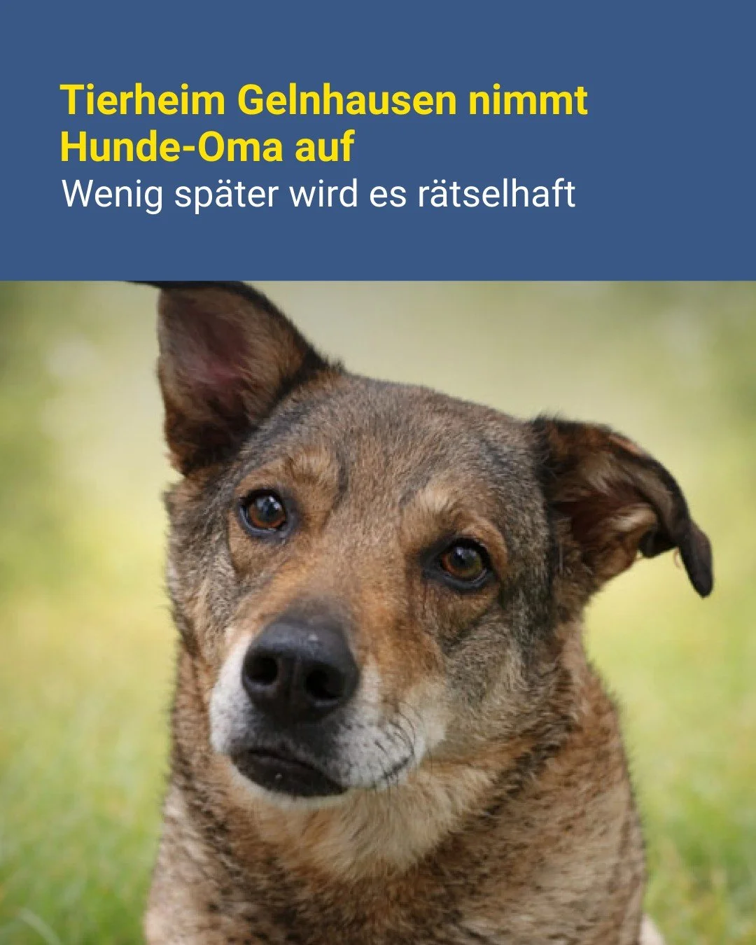 Die Geschichte von Hunde-Seniorin Joy ist eine enorm traurige, aber auch r&auml;tselhafte. Das Tierheim Gelnhausen will nun ein neues Zuhause f&uuml;r sie finden.

Foto: Tierheim Gelnhausen

Link zum Artikel: https://kinzig.news/30725/tierheim-gelnha