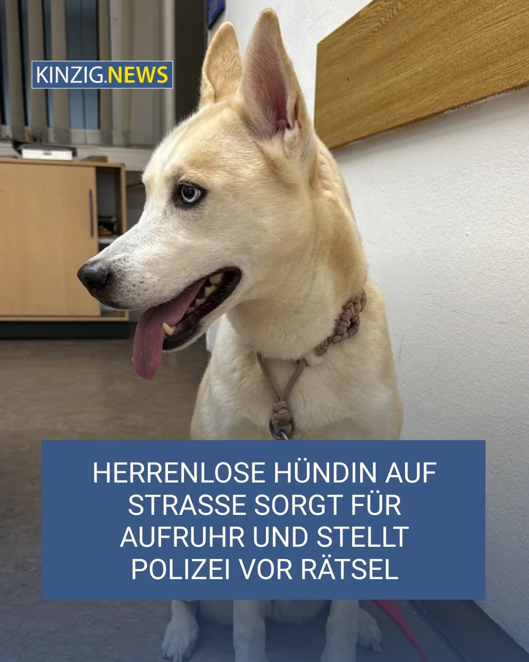 Am vergangenen Montag sorgte eine herrenlose H&uuml;ndin bei Sponheim f&uuml;r Aufruhr. Jetzt sollen ihre Besitzer gefunden werden.

Foto: Polizeidirektion Bad Kreuznach

Link zum Artikel: kinzig.news/30724/herrenlose-h&uuml;ndin-auf-stra&szlig;e-sor