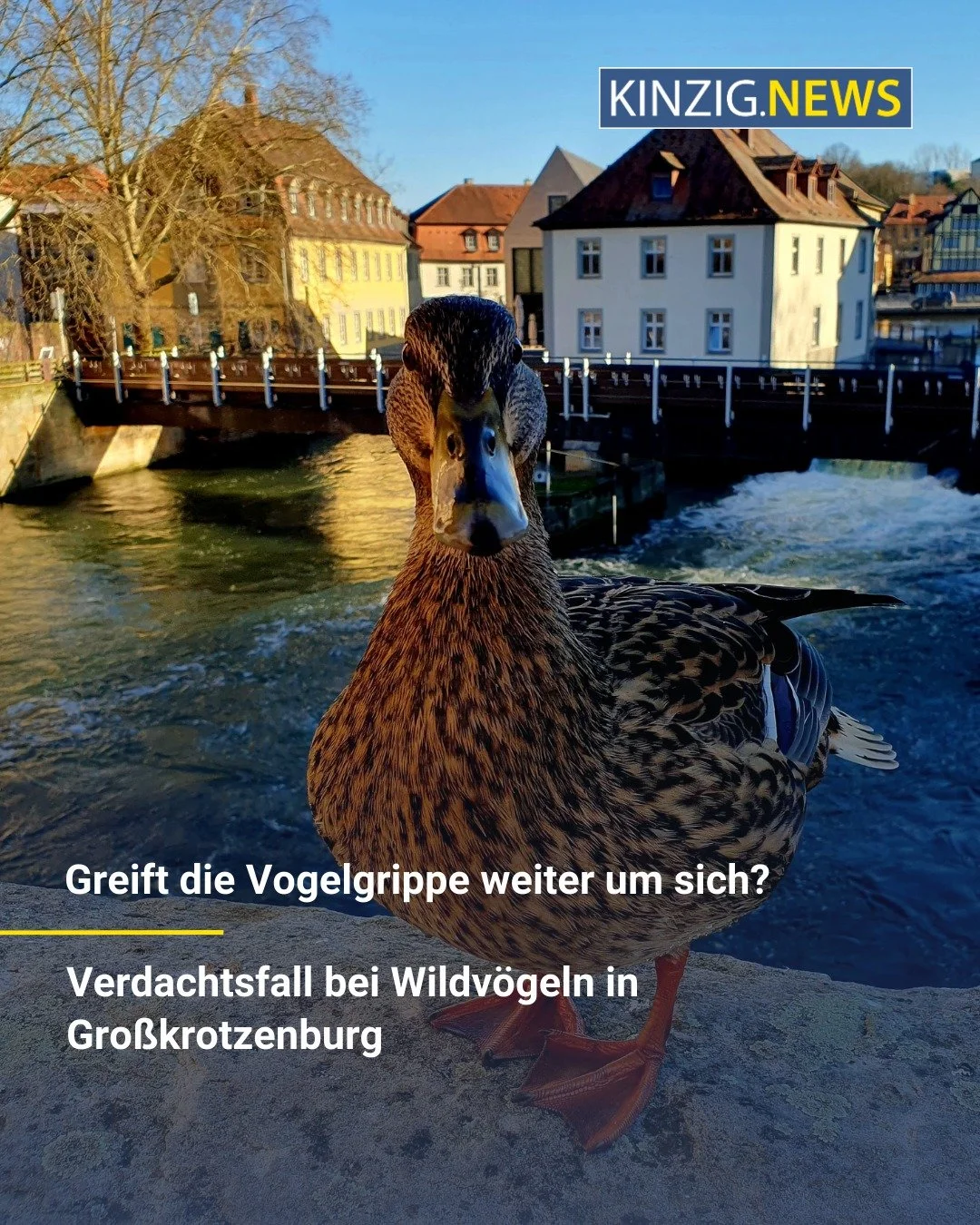Im MKK ist bei vier toten Wildv&ouml;geln - unter anderem bei einer Stockente - das HPAI-Virus nachgewiesen worden, das auf Vogelgrippe hindeutet ...

Symboldbild: KN/Stefanie Harth

Den Link zum vollst&auml;ndigen Artikel gibt es in unserer Instagra