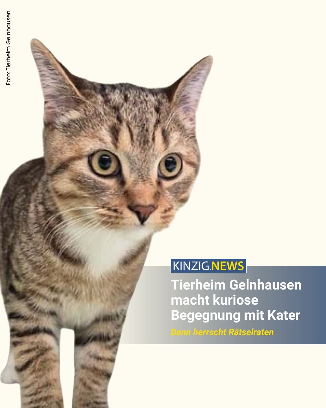 &Uuml;berraschender h&auml;tte Nino kaum beim Gelnh&auml;user Tierheim landen k&ouml;nnen. Jetzt suchen die Tierfreunde nach dem passenden Zuhause f&uuml;r den Stubentiger.

Den Link zum vollst&auml;ndigen Artikel gibt es in unserer Instagram-Story o