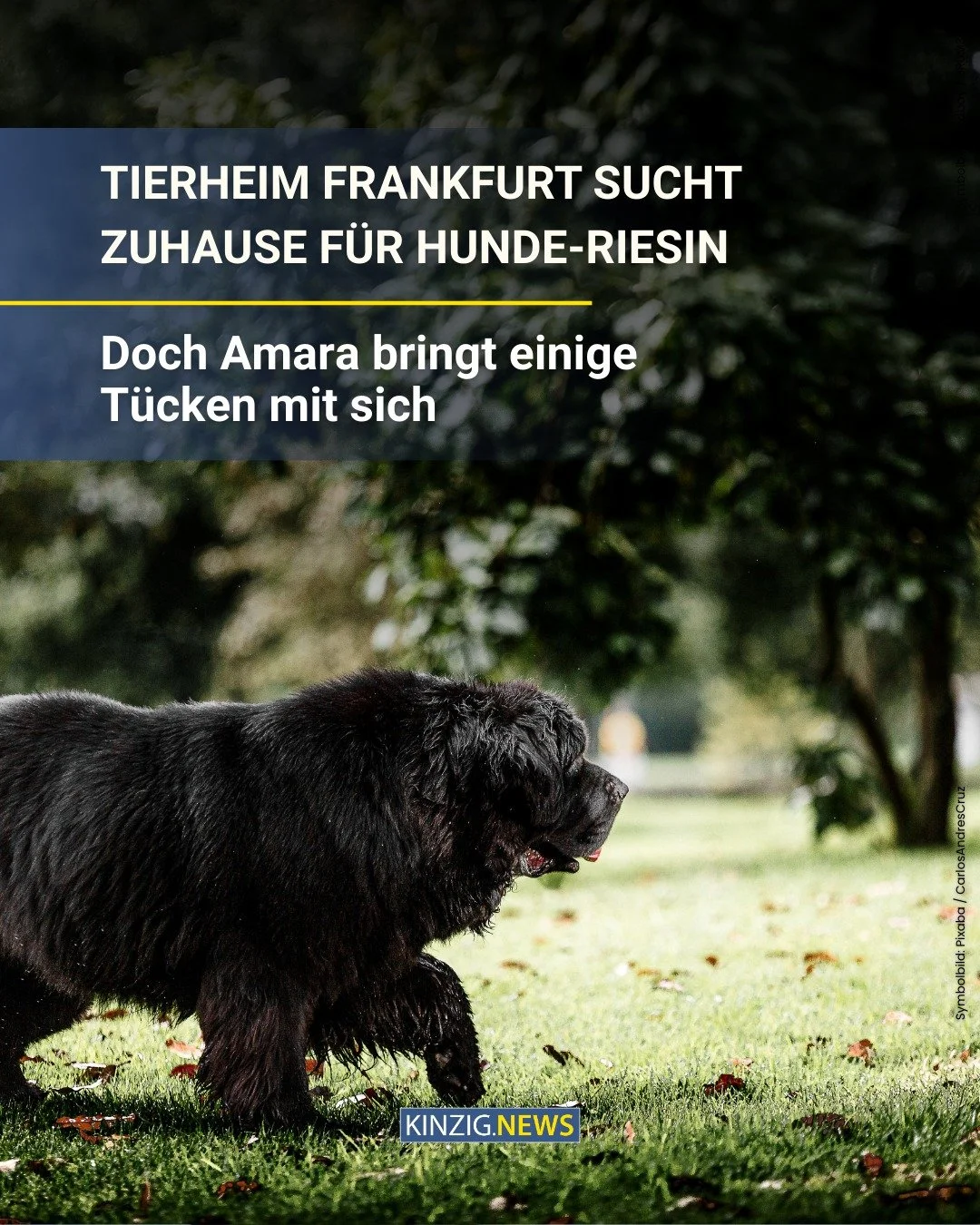 Sie glaubte, ihre Menschen bereits gefunden zu haben - doch das Schicksal hatte andere Pl&auml;ne mit Neufundl&auml;nder-Jungtier Amara.

Den Link zum vollst&auml;ndigen Artikel gibt es in unserer Instagram-Story oder auf kinzig.news.

#tierheimfrank