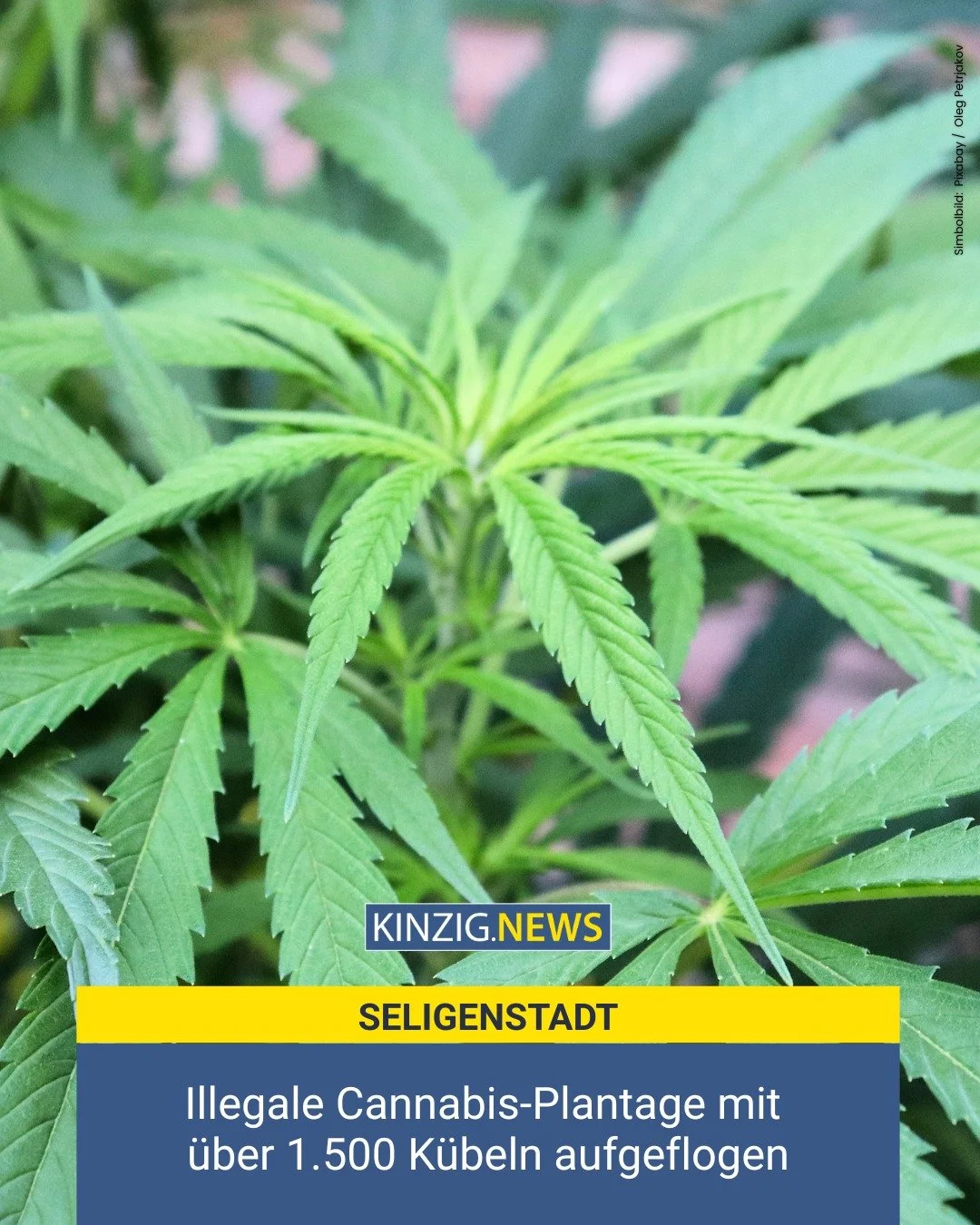 Ein leerstehendes Wohnhaus, ein Stromausfall &ndash; und ein Fund, der Ermittler staunen l&auml;sst. Die Spurensuche l&auml;uft auf Hochtouren.

Den Link zum vollst&auml;ndigen Artikel gibt es in unserer Instagram-Story oder auf kinzig.news.

#cannab