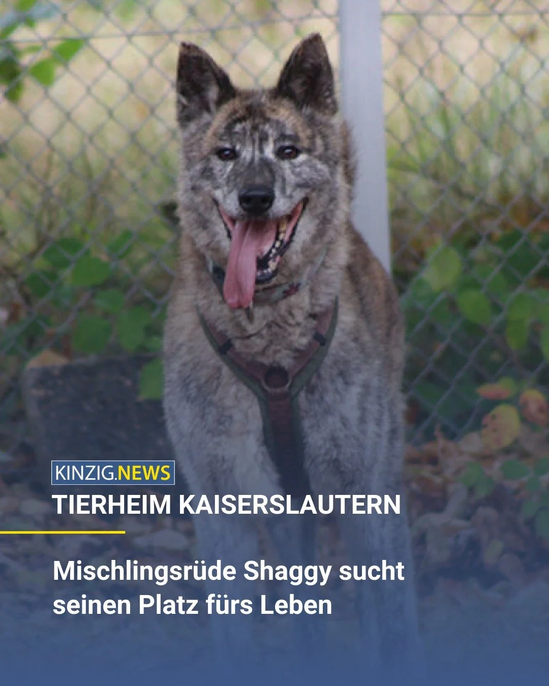 Der sechs bis sieben Jahre alte R&uuml;de Shaggy hatte es in seinem bisherigen Leben alles andere als leicht. Im Tierheim Kaiserslautern will man ihm helfen.

Den Link zum vollst&auml;ndigen Artikel gibt es in unserer Instagram-Story oder auf kinzig.