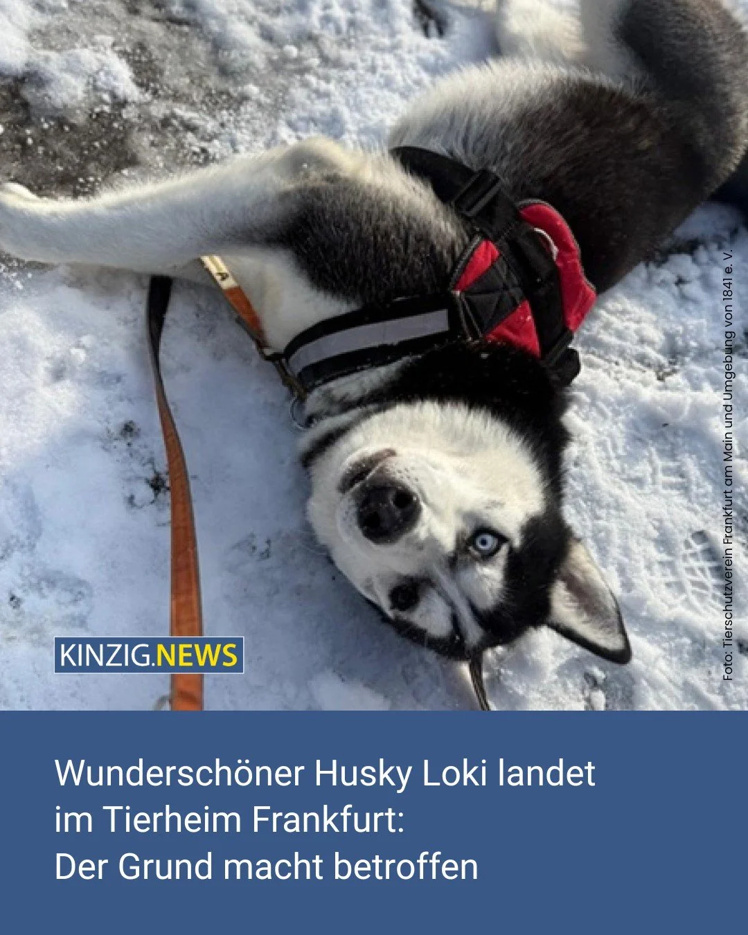 Der junge Sibirian Husky Loki wartet im Frankfurter Tierheim auf sportliche Besitzer, nachdem sein Temperament die bisherigen Halter &uuml;berforderte.

Den Link zum vollst&auml;ndigen Artikel gibt es in unserer Instagram-Story oder auf kinzig.news.
