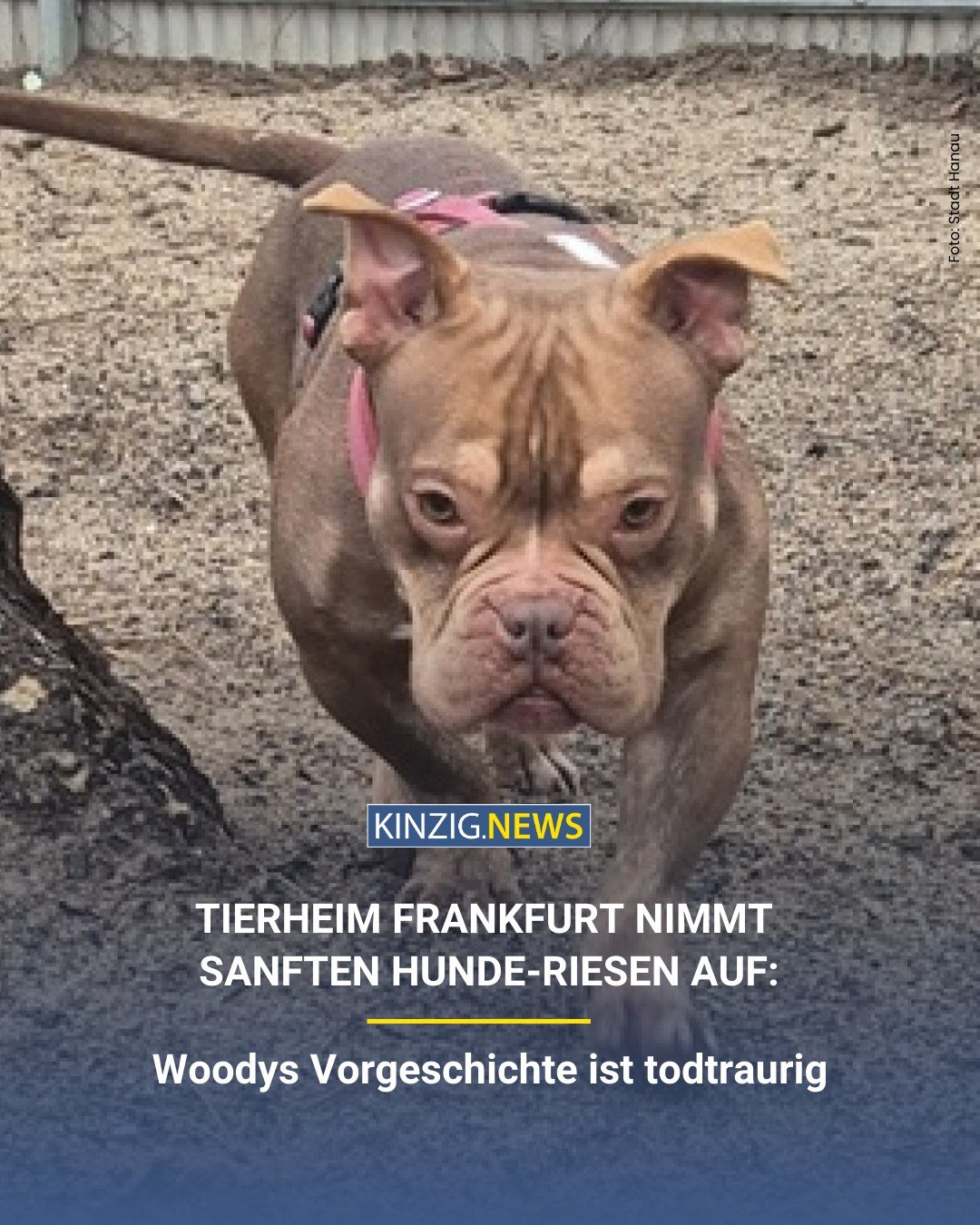 R&uuml;de Woody landete als herrenloser Fundhund im Tierheim Frankfurt. Tats&auml;chlich wurde er bis heute von niemandem vermisst.

Den Link zum vollst&auml;ndigen Artikel gibt es in unserer Instagram-Story und auf kinzig.news.

#tierheim #sanfterri
