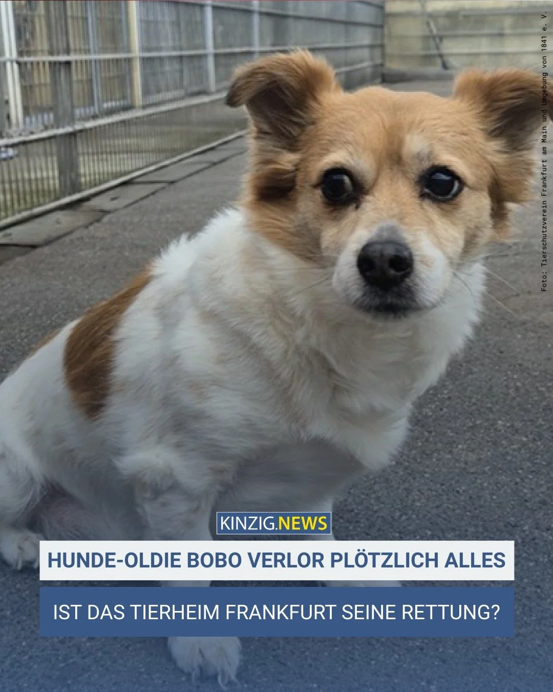 Nachdem sein Frauchen ihn aus gesundheitlichen Gr&uuml;nden abgeben musste, leidet Mischlingsr&uuml;de Bobo sichtlich unter dem Verlust seiner gewohnten Umgebung.

Den Link zum vollst&auml;ndigen Artikel gibt es in unserer Instagram-Story und auf kin