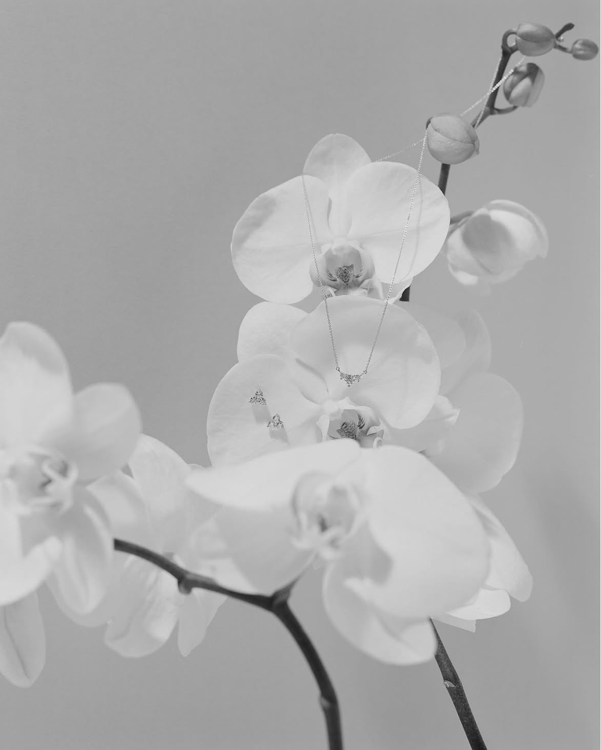 Created Brilliance, Jewellery