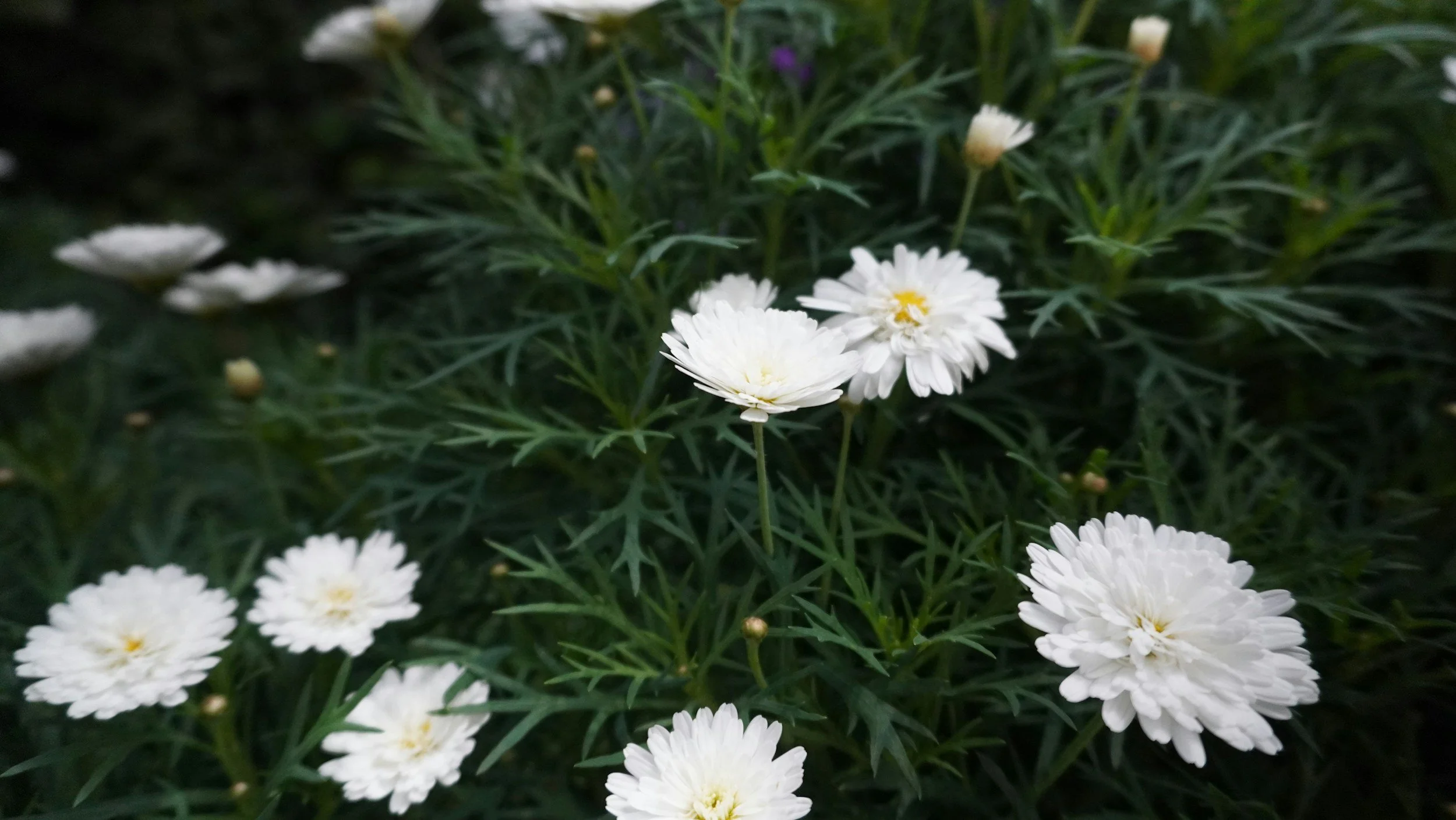 Flowers in the ground
