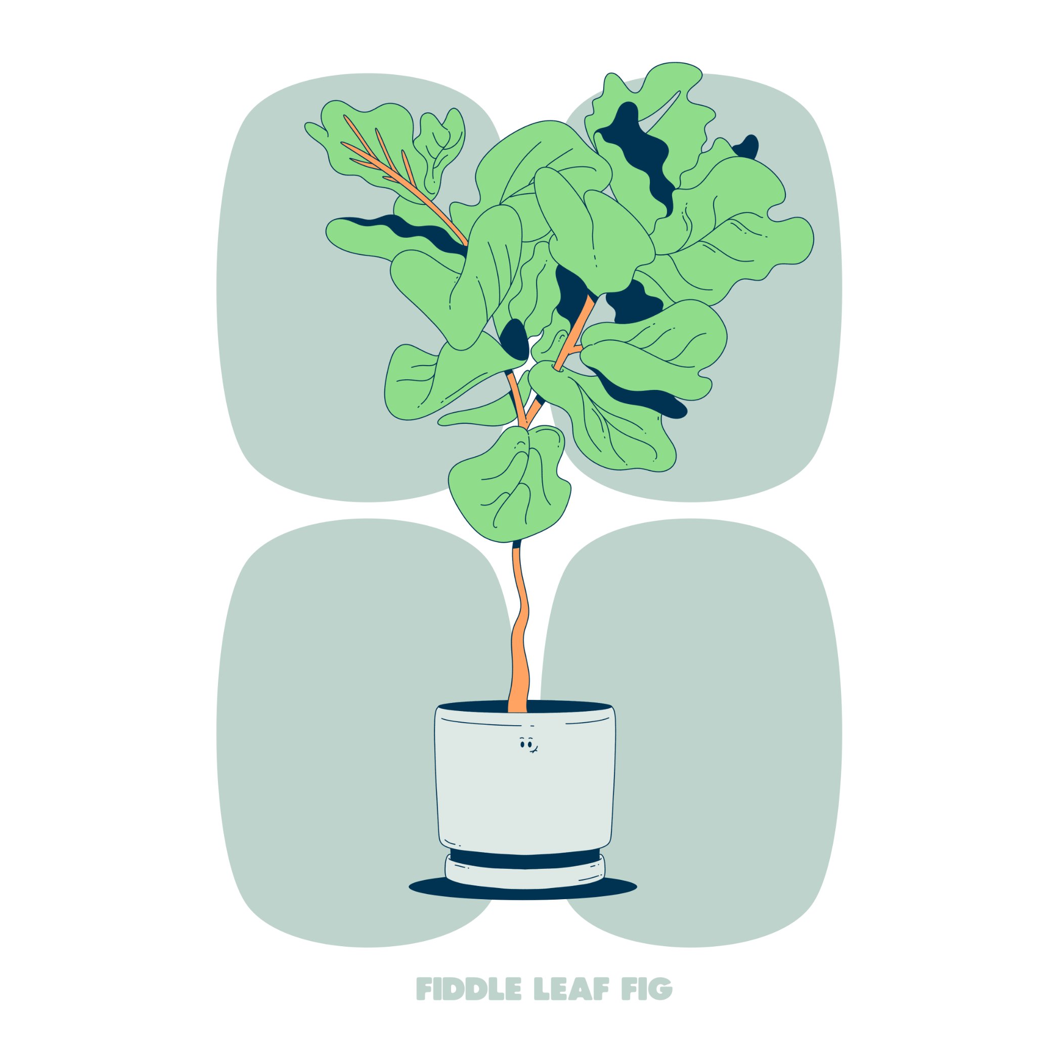 FIDDLE LEAF FIG - GREEN - SQ.jpg