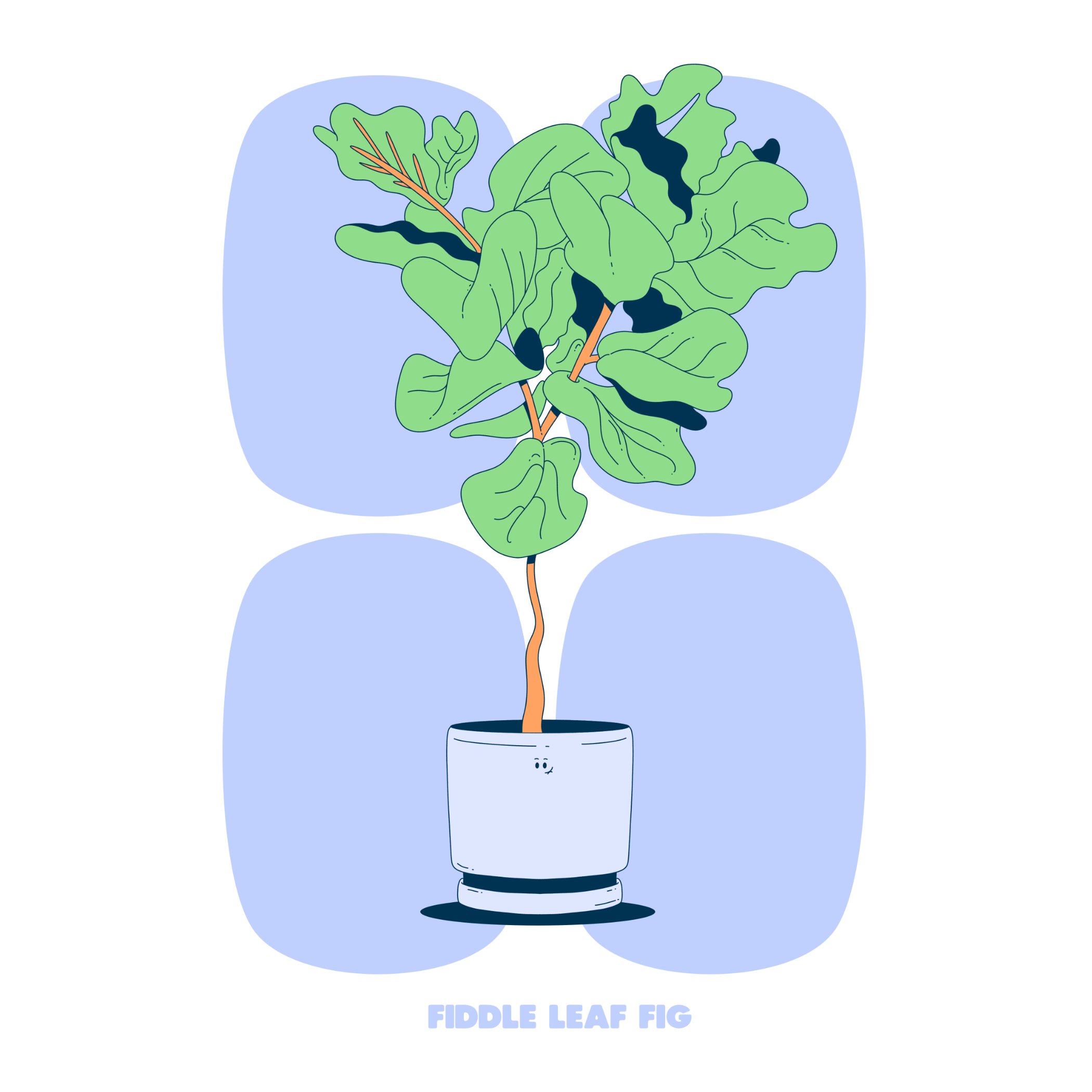FIDDLE LEAF FIG - BLUE - SQ.jpg