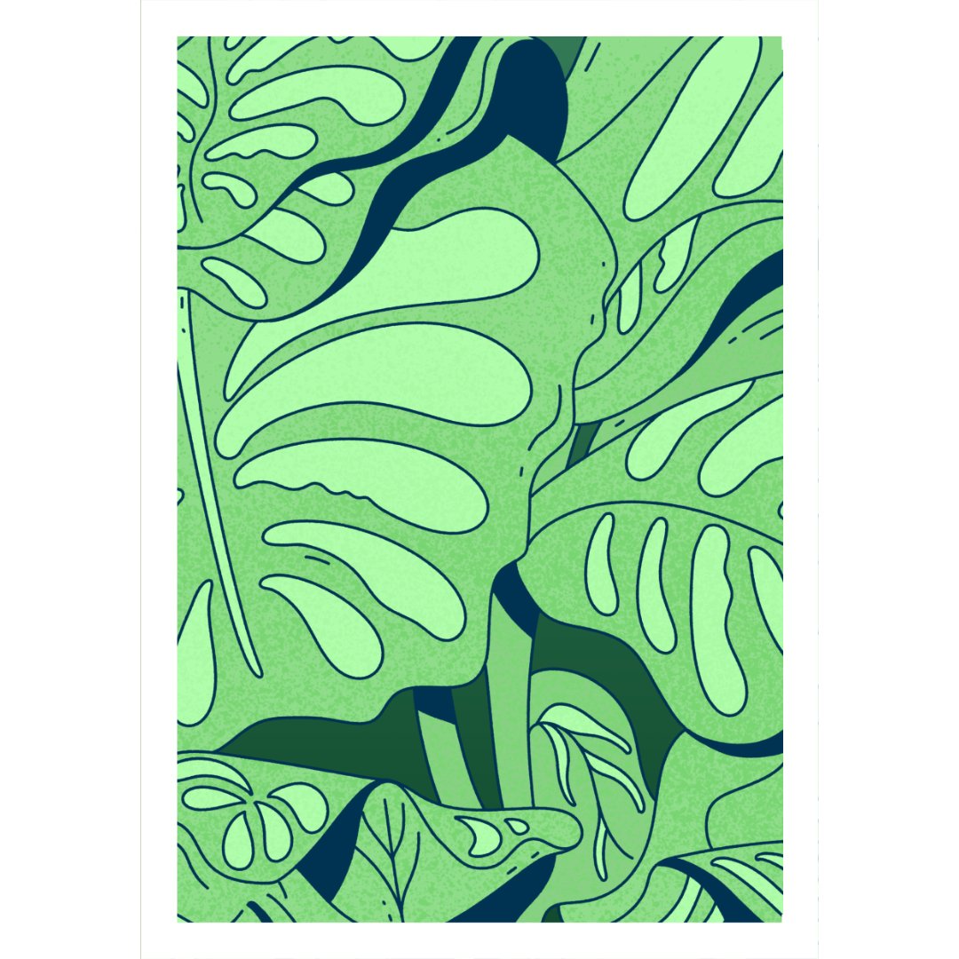 Calathea Orbifolia - Day